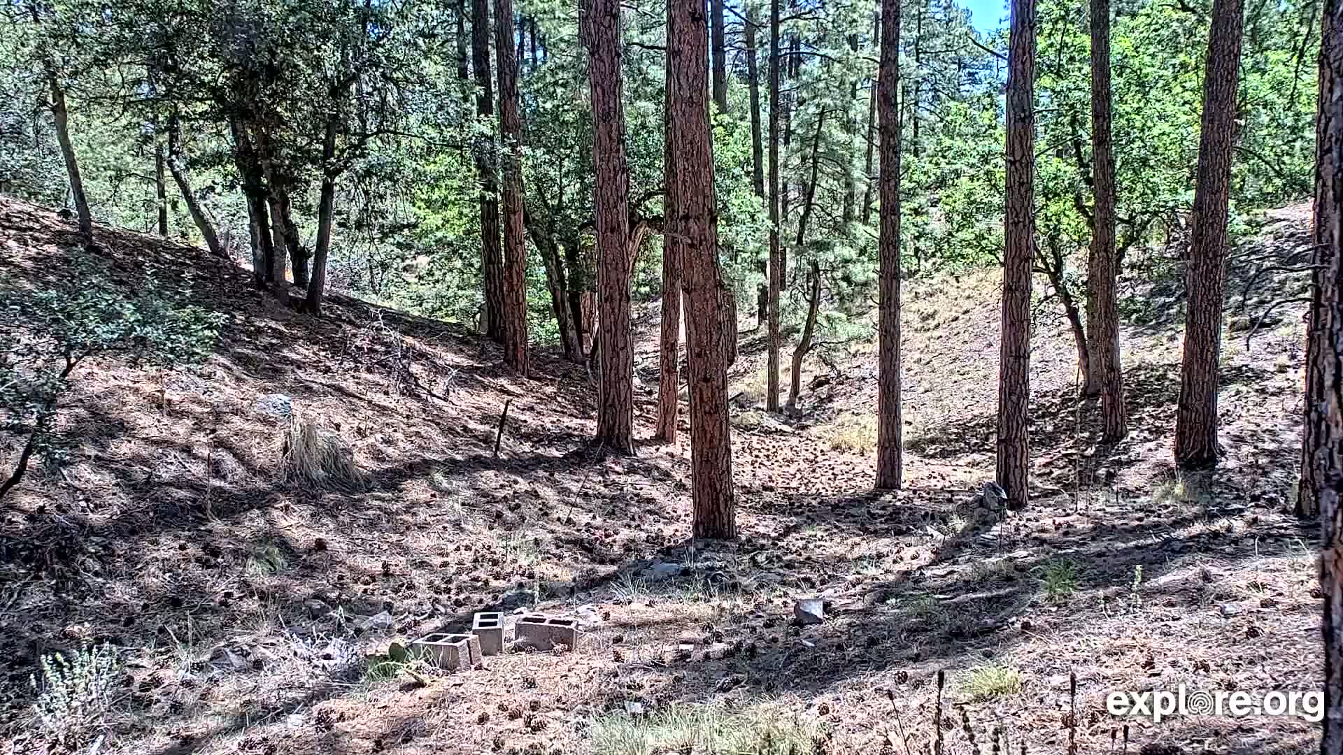 Williams, Bearizona Wildlife Park Live Cam - Williams, Coconino, Arizona, USA