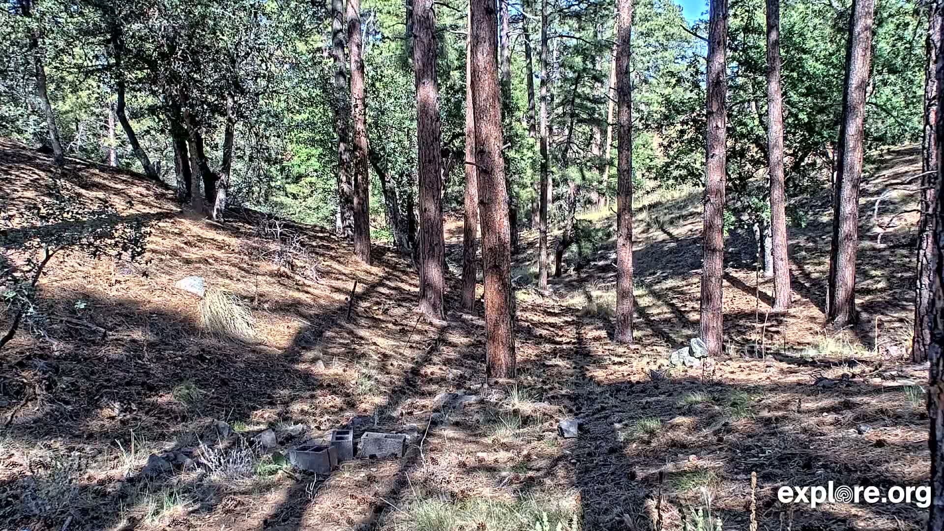 Williams, Bearizona Wildlife Park Live Cam - Williams, Coconino, Arizona, USA