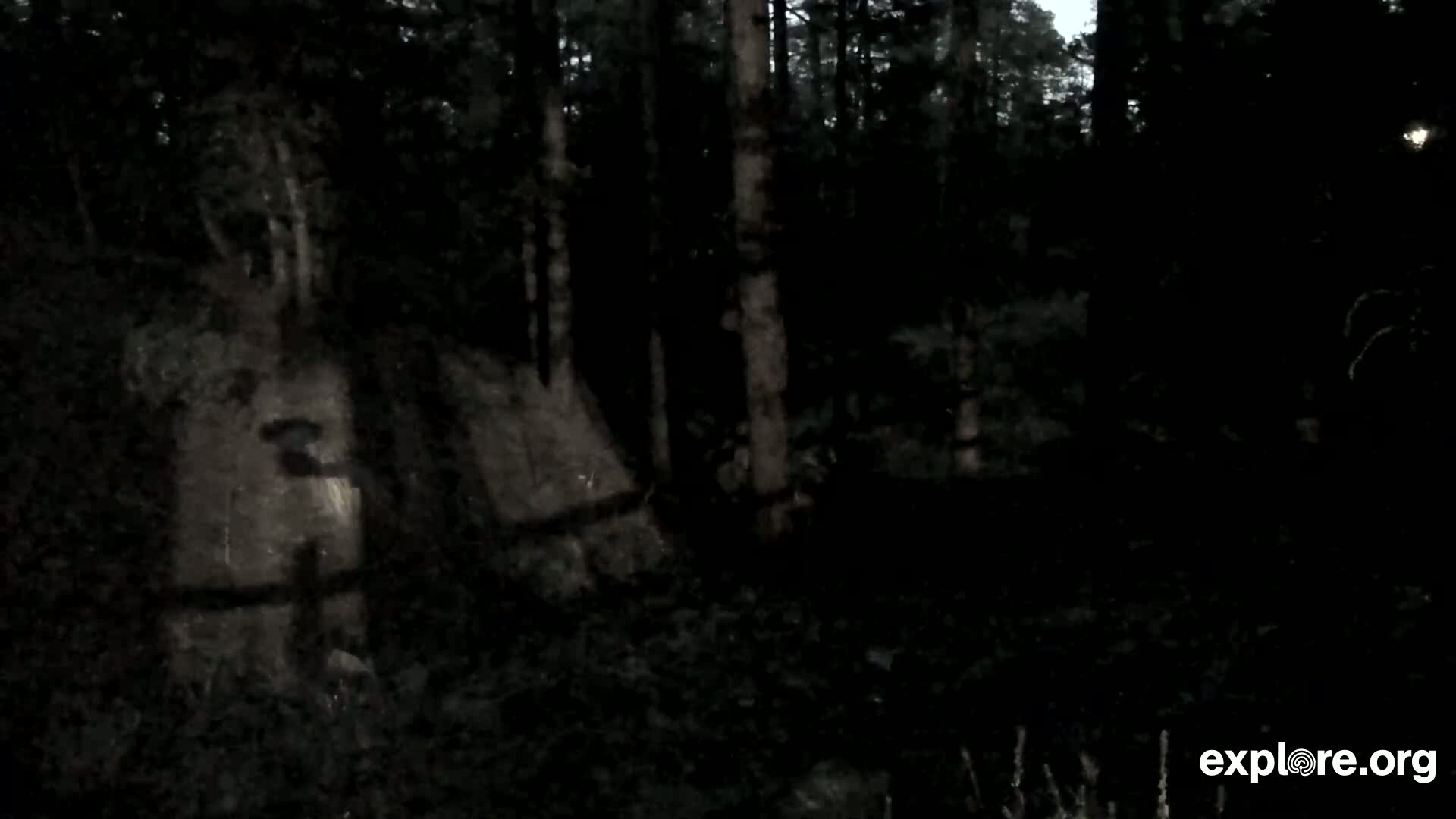 Williams, Bearizona Wildlife Park Live Cam - Williams, Coconino, Arizona, USA