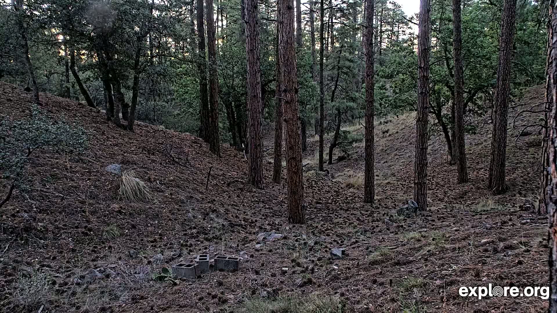 Williams, Bearizona Wildlife Park Live Cam - Williams, Coconino, Arizona, USA