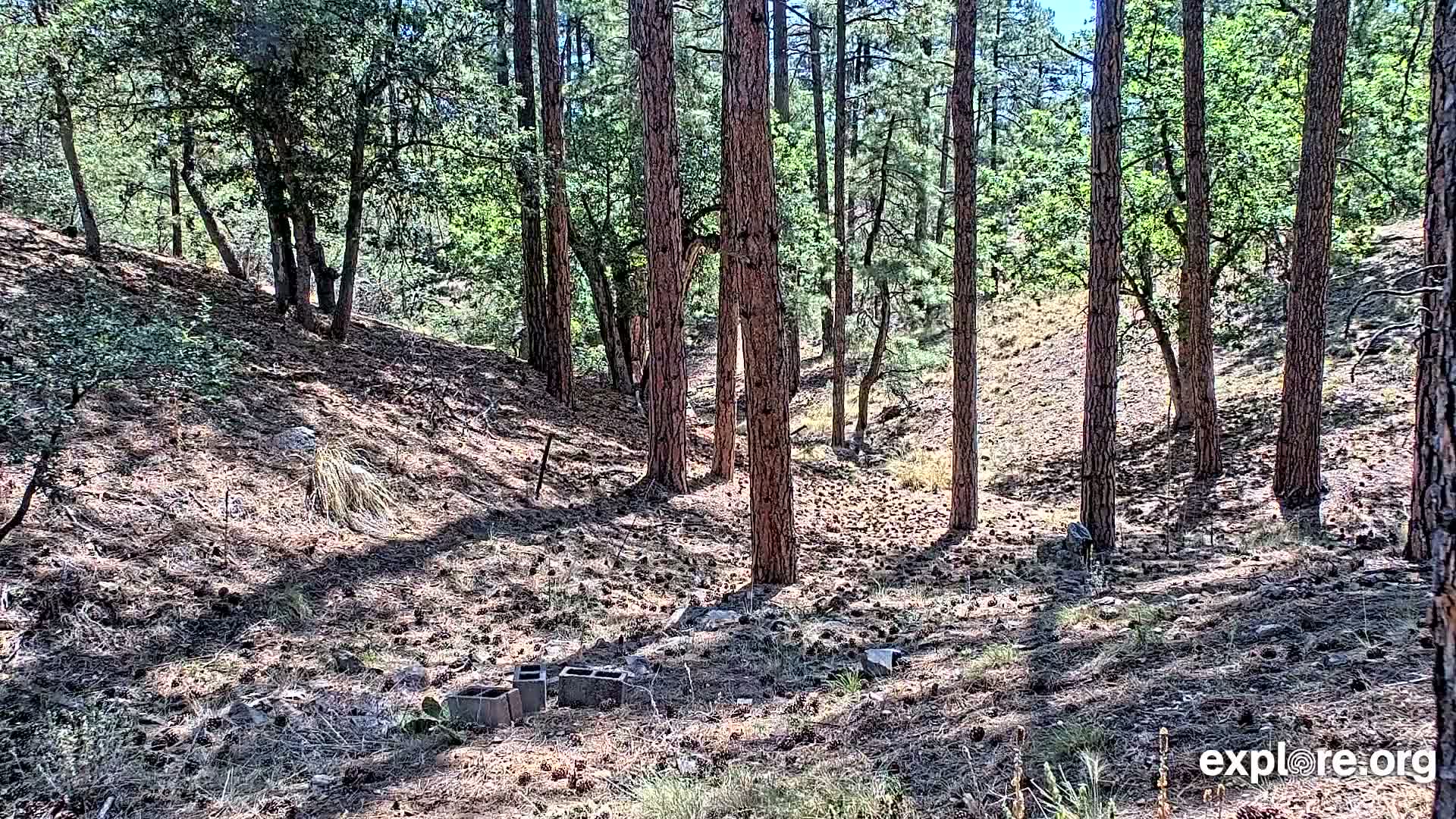 Williams, Bearizona Wildlife Park Live Cam - Williams, Coconino, Arizona, USA