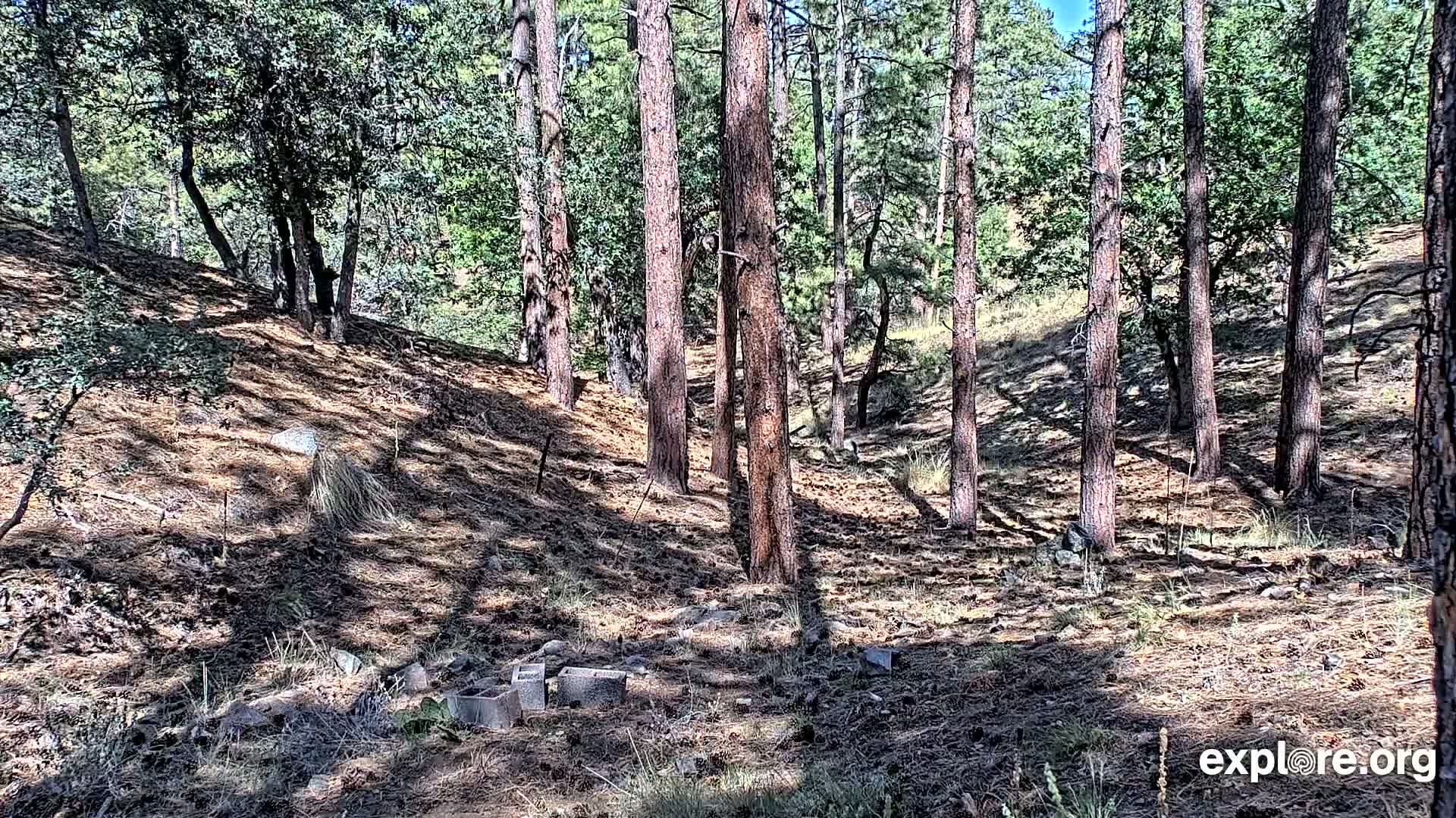 Williams, Bearizona Wildlife Park Live Cam - Williams, Coconino, Arizona, USA