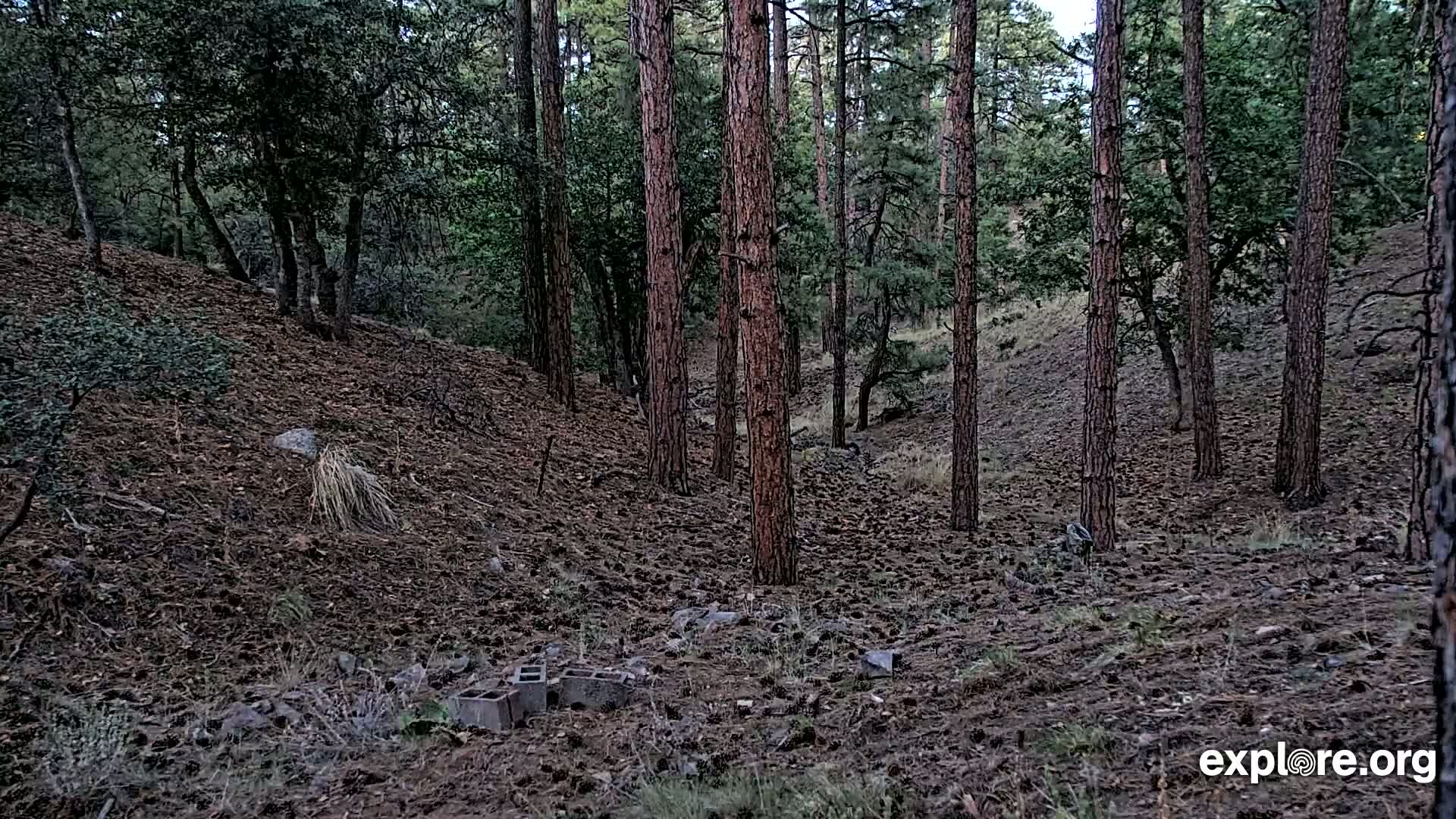 Williams, Bearizona Wildlife Park Live Cam - Williams, Coconino, Arizona, USA