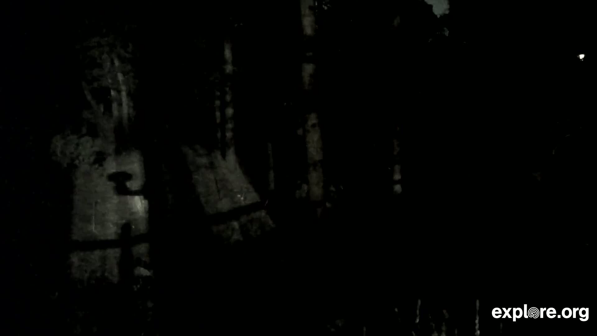 A dark, nighttime scene shows indistinct shapes of trees and possibly a structure, barely visible in low light.