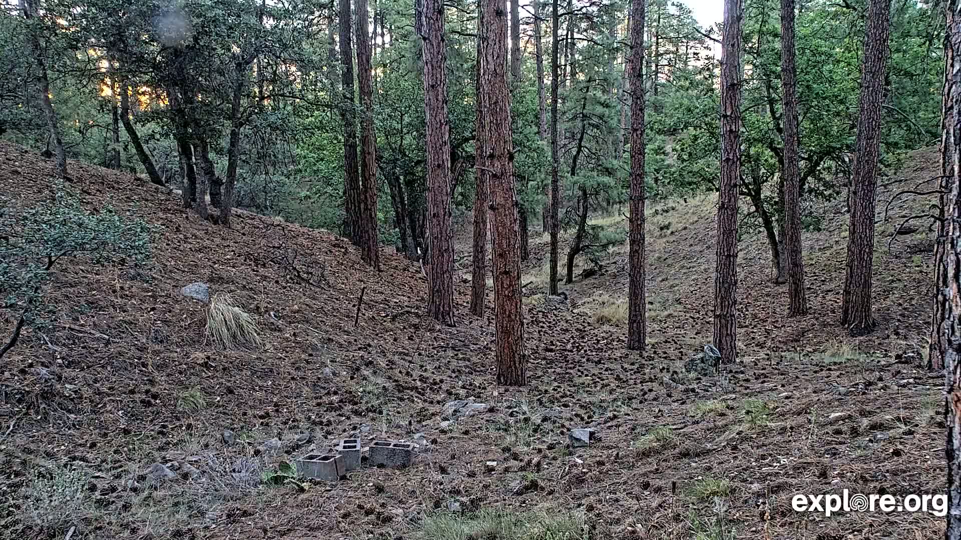 Williams, Bearizona Wildlife Park Live Cam - Williams, Coconino, Arizona, USA