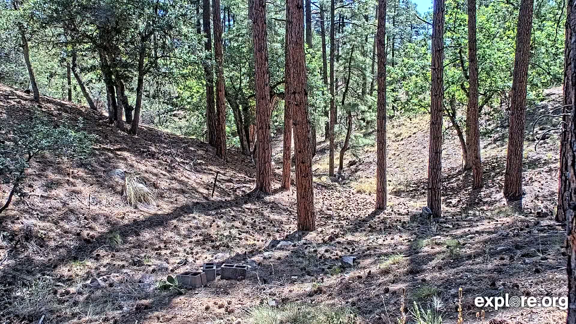 Williams, Bearizona Wildlife Park Live Cam - Williams, Coconino, Arizona, USA