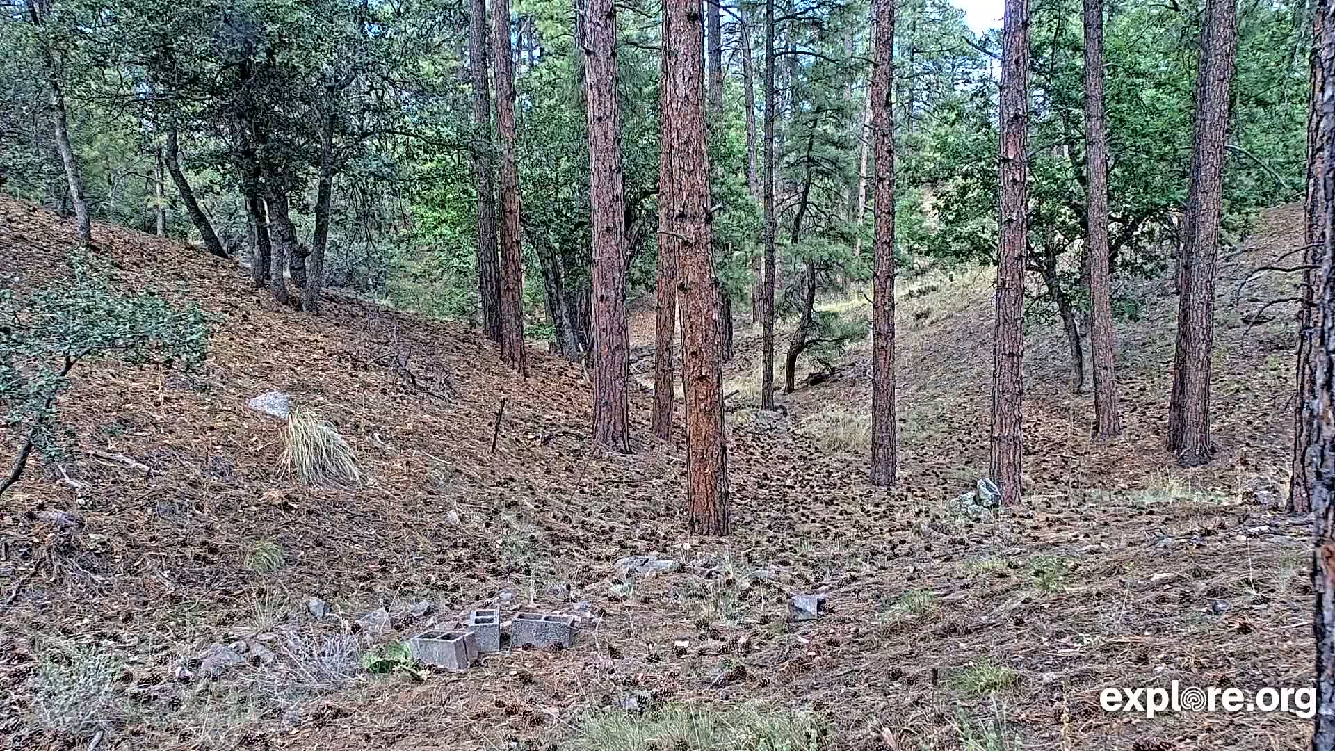 Williams, Bearizona Wildlife Park Live Cam - Williams, Coconino, Arizona, USA