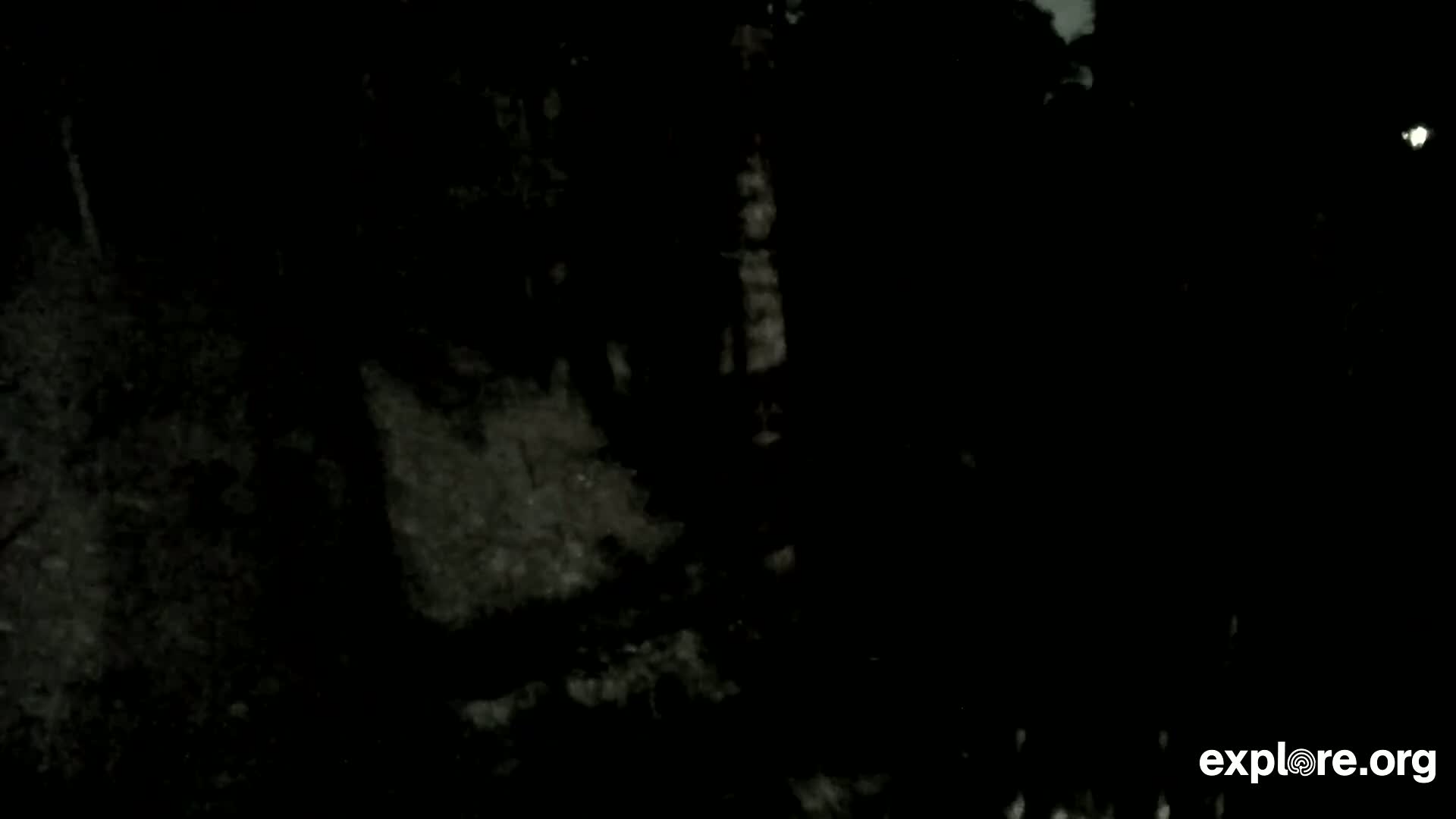 Williams, Bearizona Wildlife Park Live Cam - Williams, Coconino, Arizona, USA