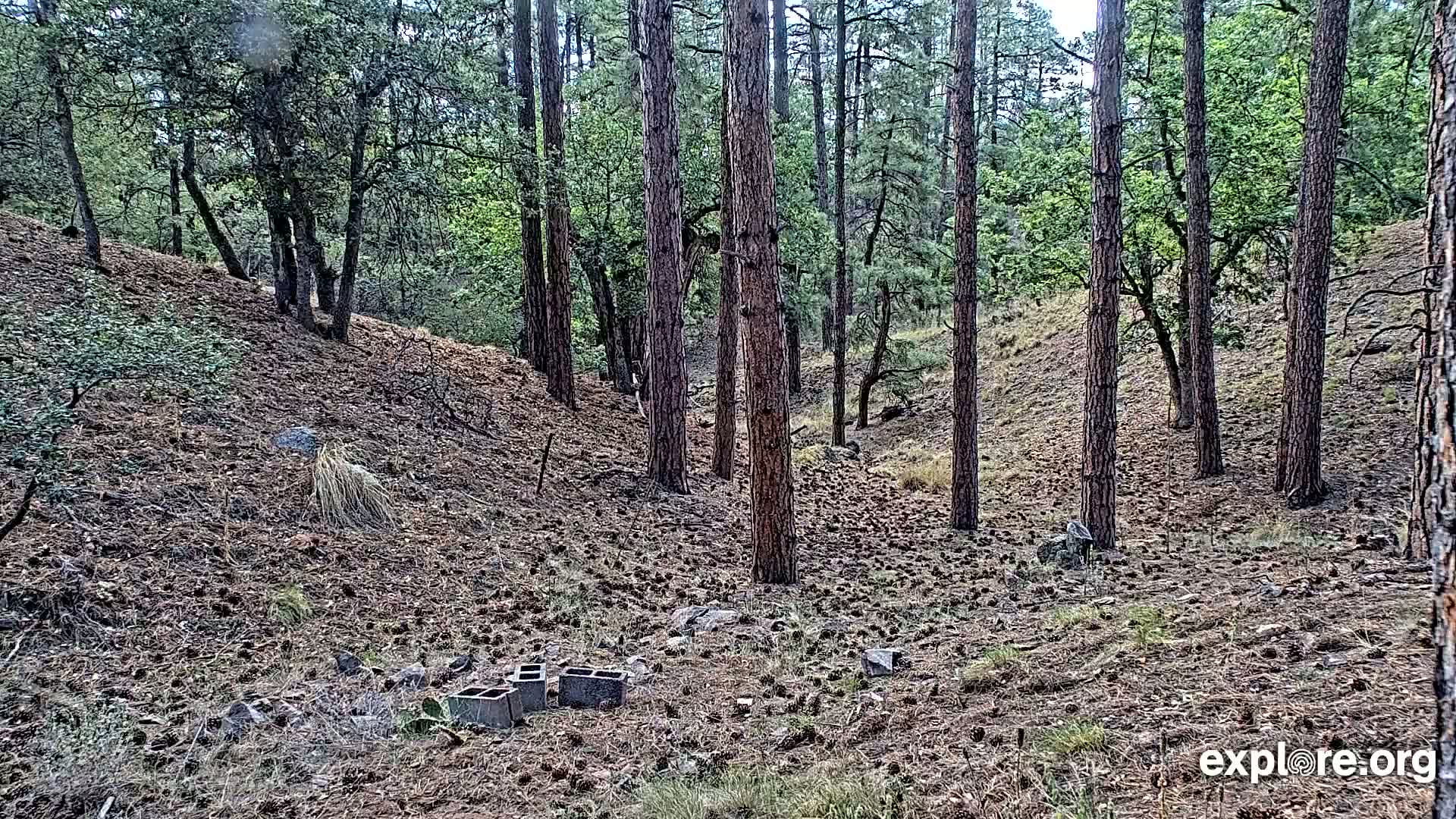 Williams, Bearizona Wildlife Park Live Cam - Williams, Coconino, Arizona, USA