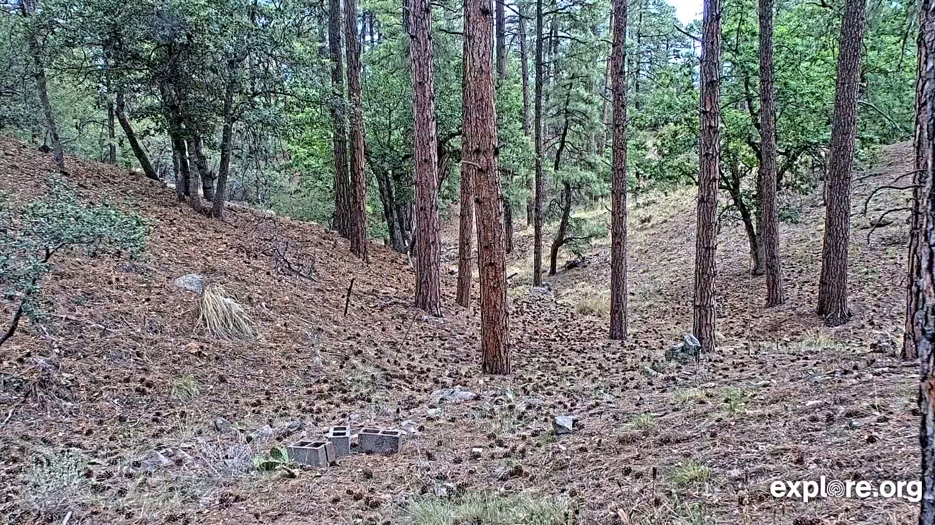 Williams, Bearizona Wildlife Park Live Cam - Williams, Coconino, Arizona, USA