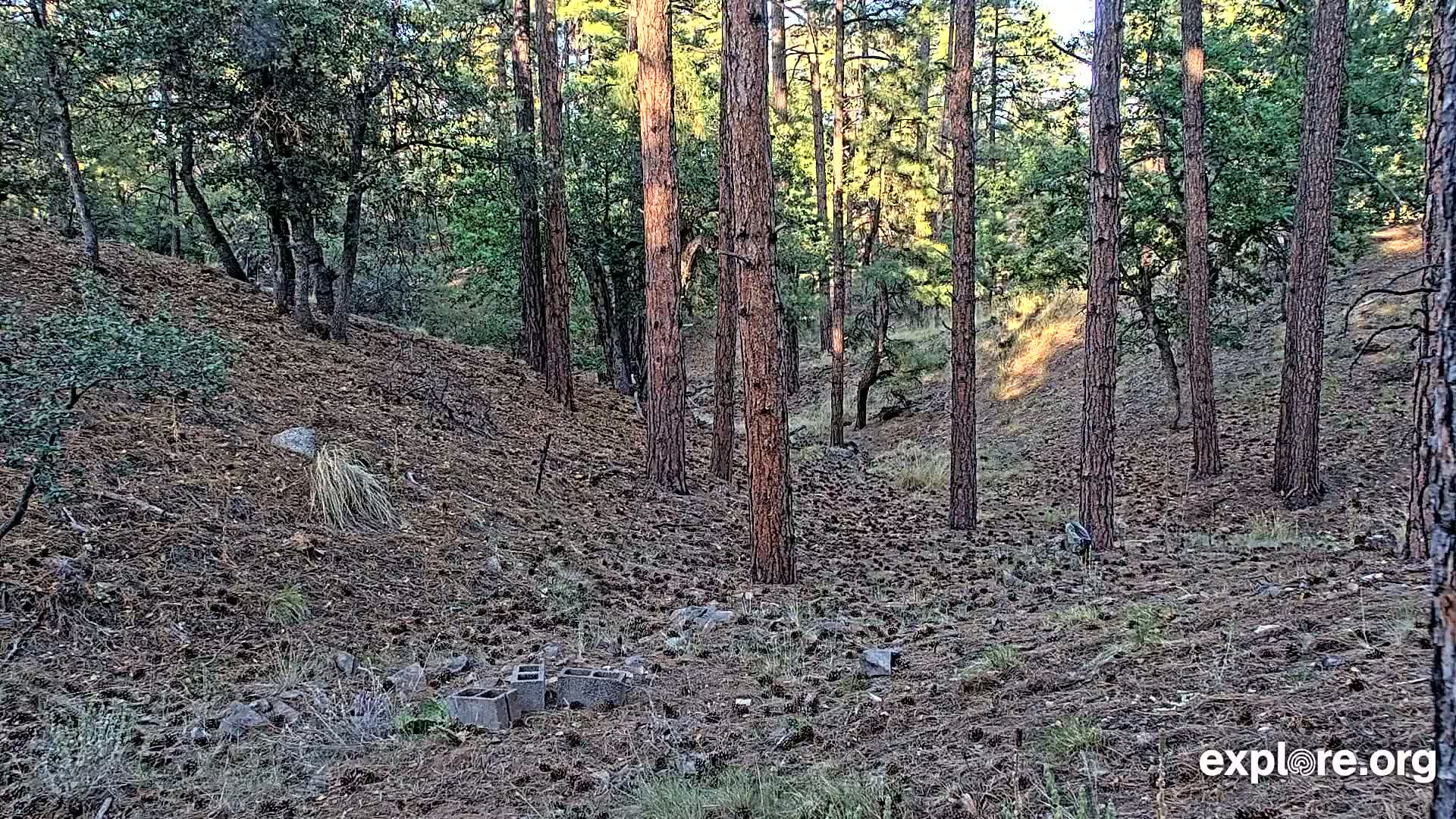 Williams, Bearizona Wildlife Park Live Cam - Williams, Coconino, Arizona, USA