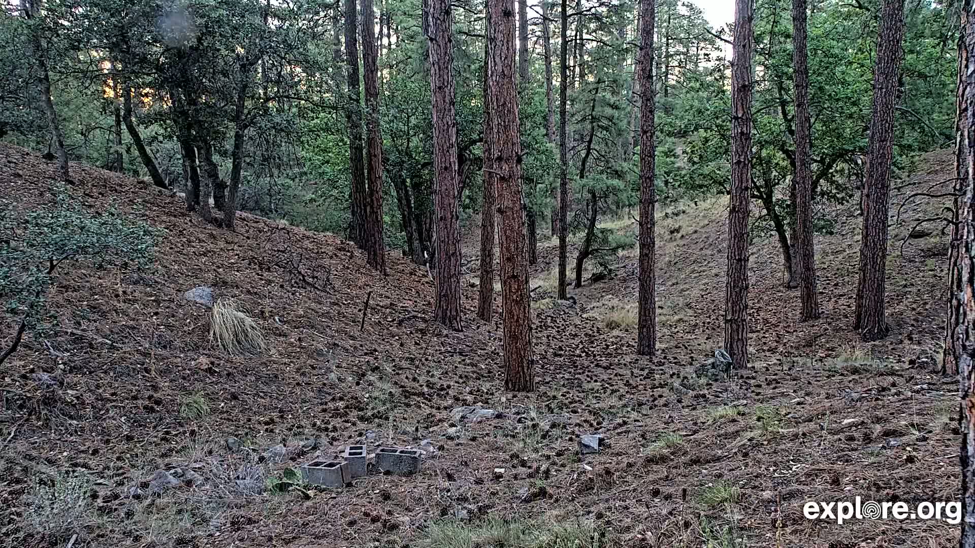 Williams, Bearizona Wildlife Park Live Cam - Williams, Coconino, Arizona, USA