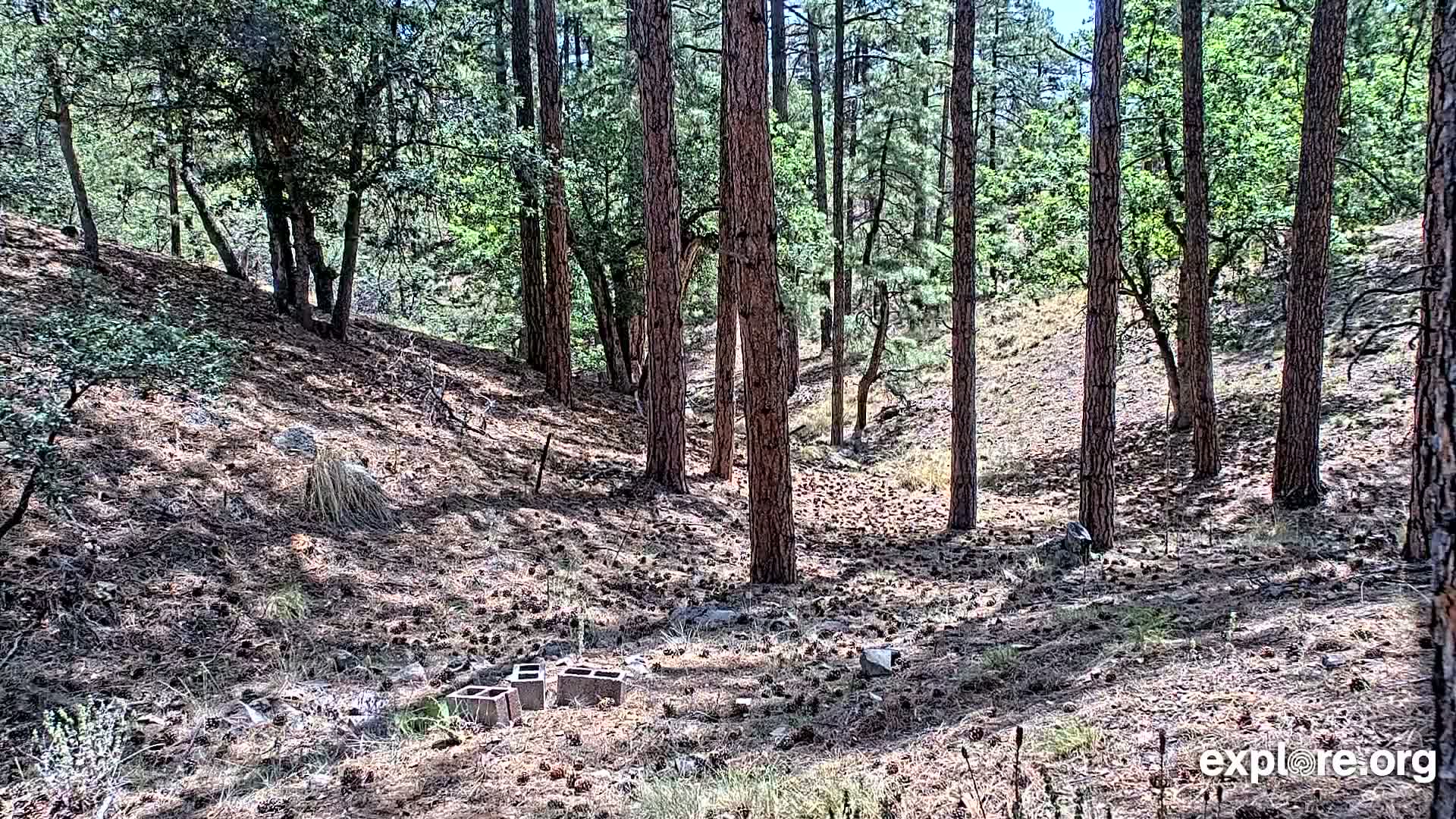 Williams, Bearizona Wildlife Park Live Cam - Williams, Coconino, Arizona, USA
