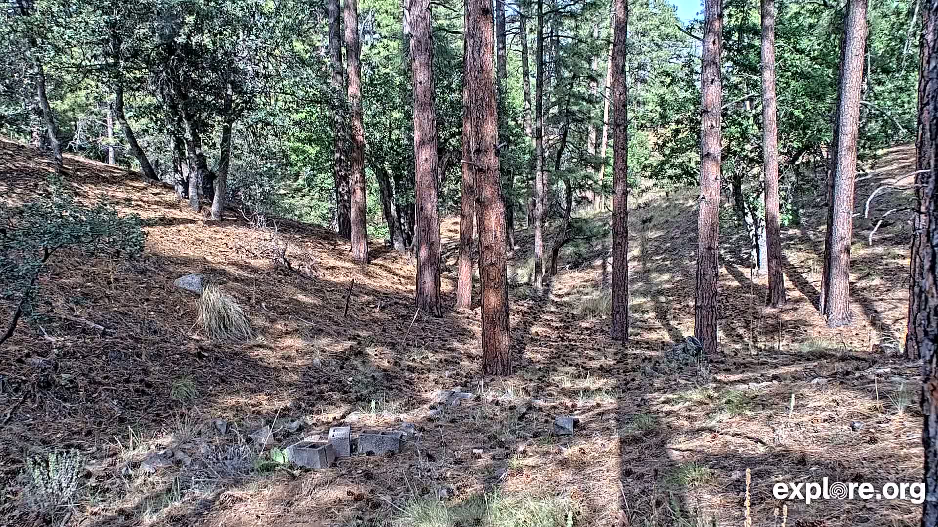 Williams, Bearizona Wildlife Park Live Cam - Williams, Coconino, Arizona, USA