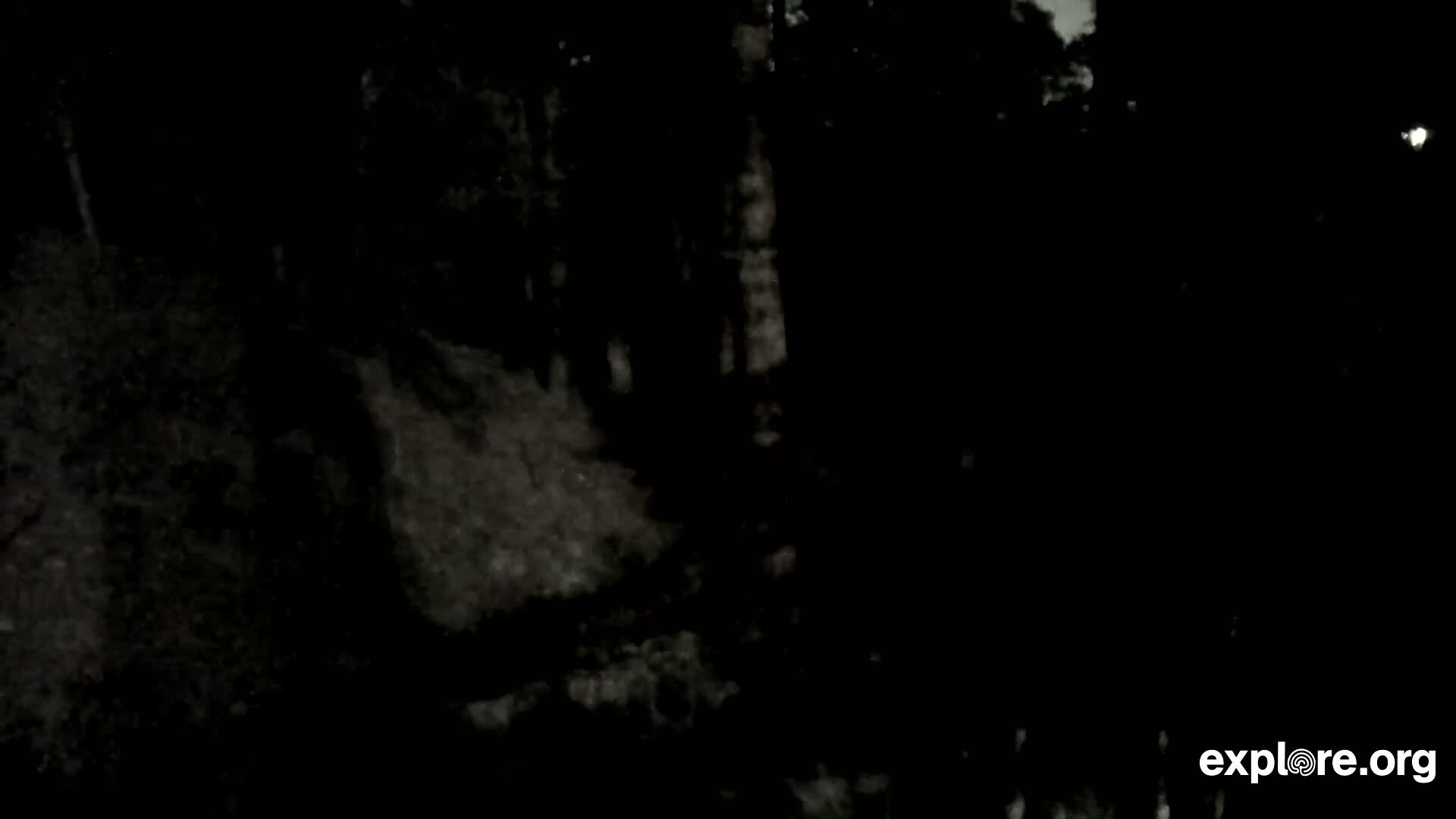 Williams, Bearizona Wildlife Park Live Cam - Williams, Coconino, Arizona, USA