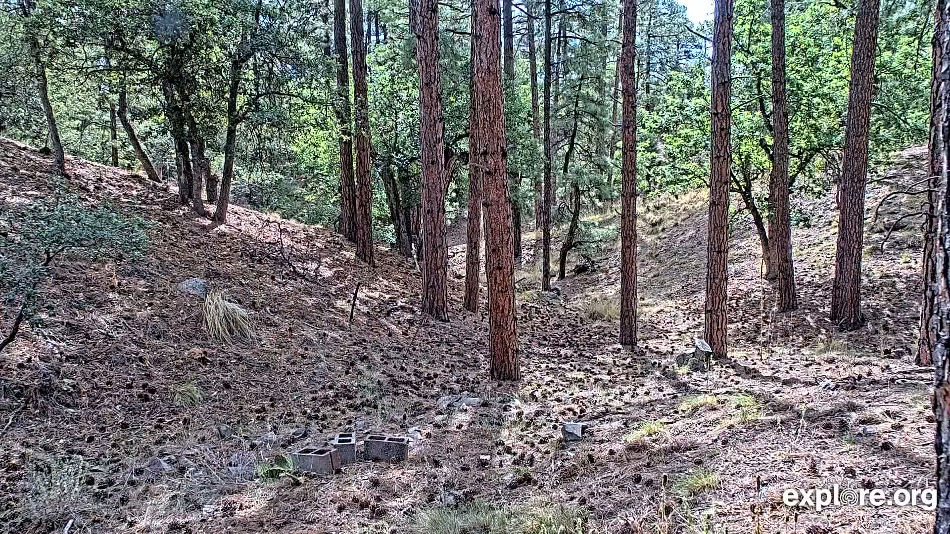 Williams, Bearizona Wildlife Park Live Cam - Williams, Coconino, Arizona, USA