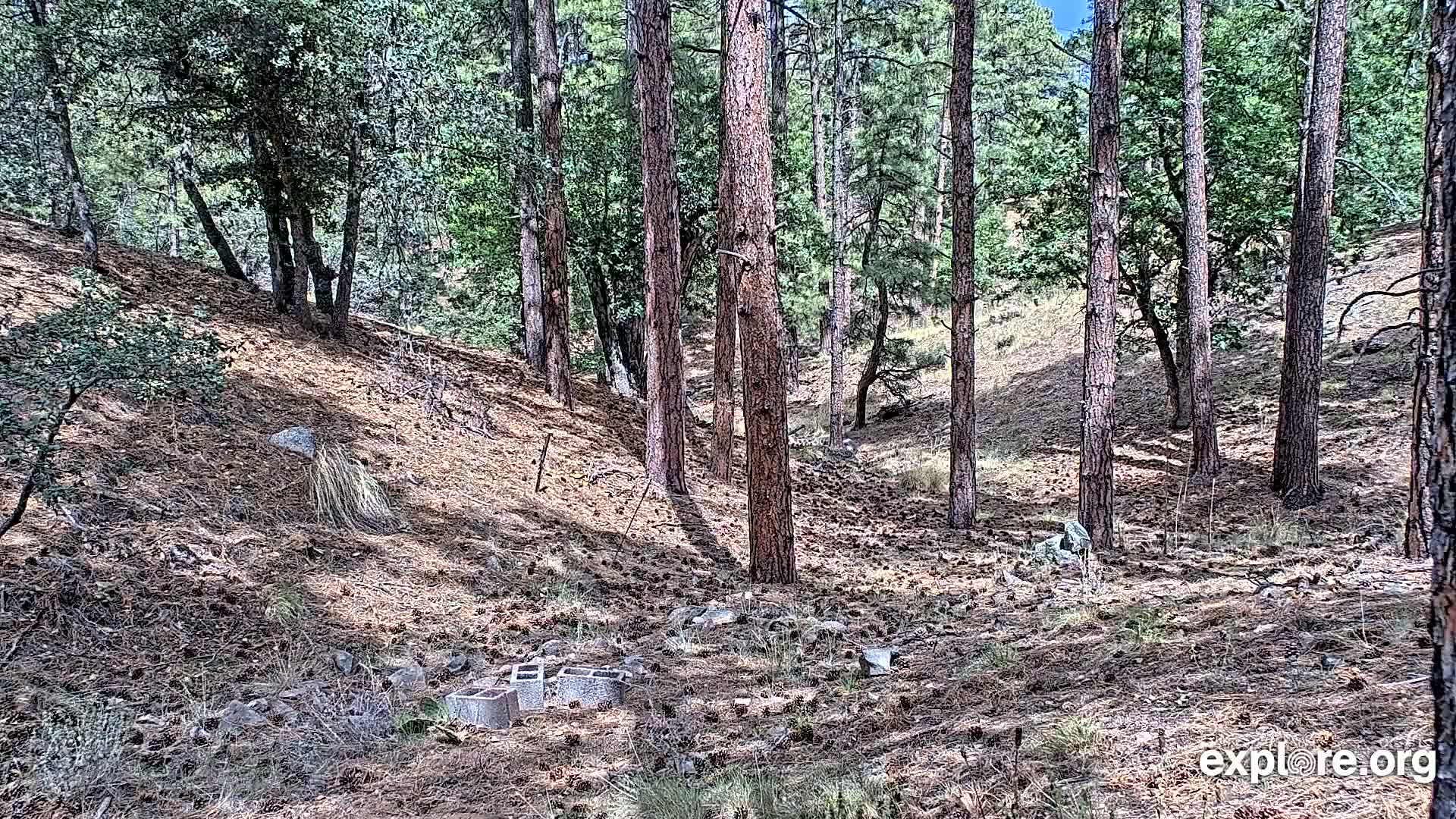 Williams, Bearizona Wildlife Park Live Cam - Williams, Coconino, Arizona, USA