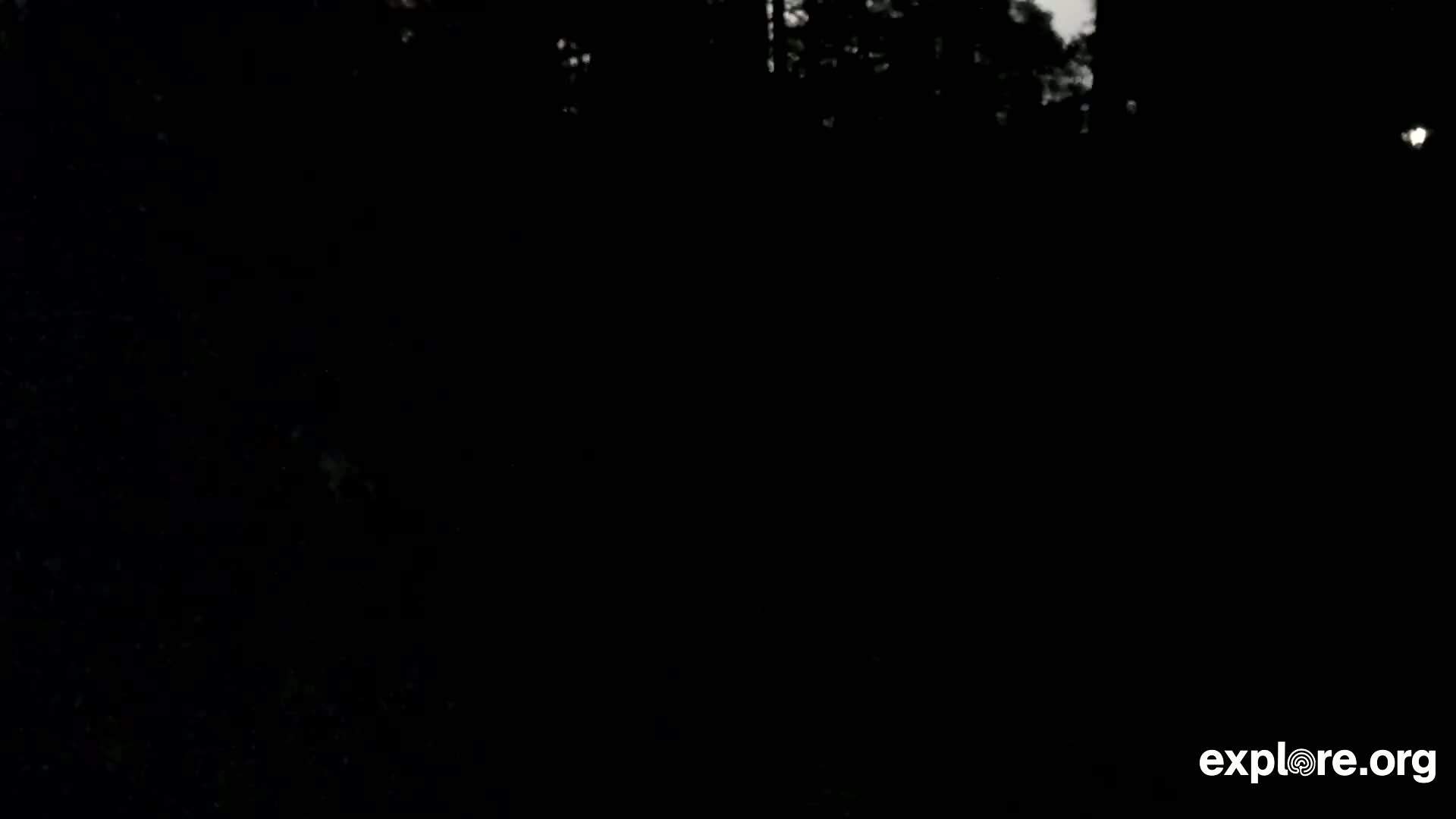 Williams, Bearizona Wildlife Park Live Cam - Williams, Coconino, Arizona, USA