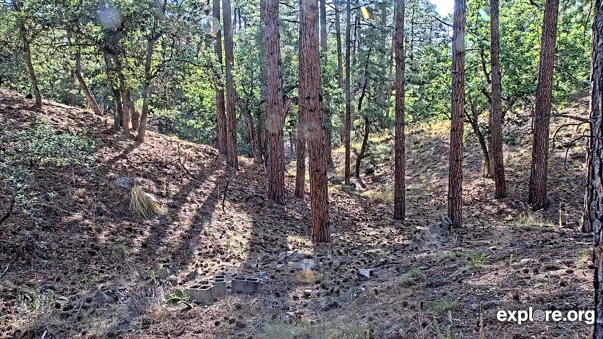 Williams, Bearizona Wildlife Park Live Cam - Williams, Coconino, Arizona, USA