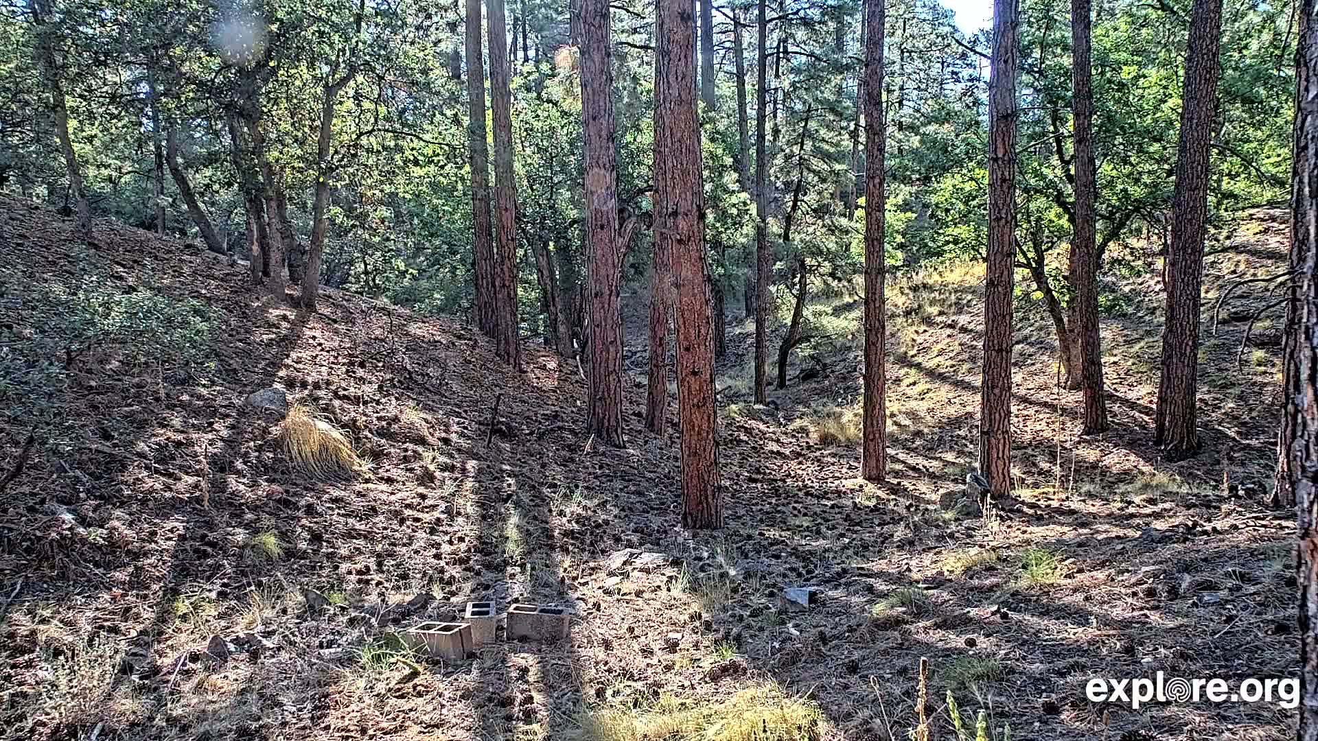 Sunlight streams through a pine and oak forest onto a pine needle-covered hillside, illuminating a few discarded concrete blocks.