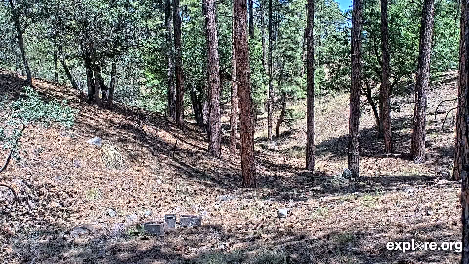 Williams, Bearizona Wildlife Park Live Cam - Williams, Coconino, Arizona, USA