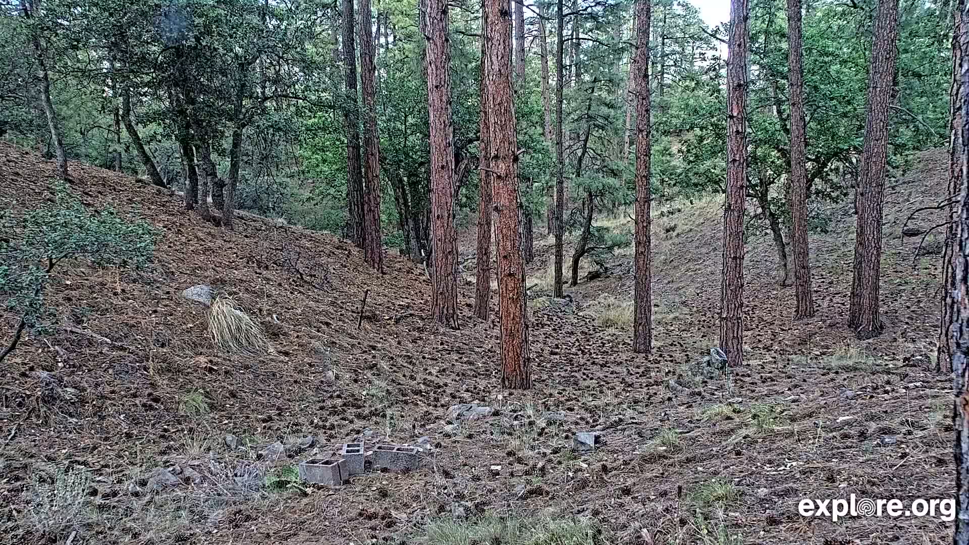 Williams, Bearizona Wildlife Park Live Cam - Williams, Coconino, Arizona, USA