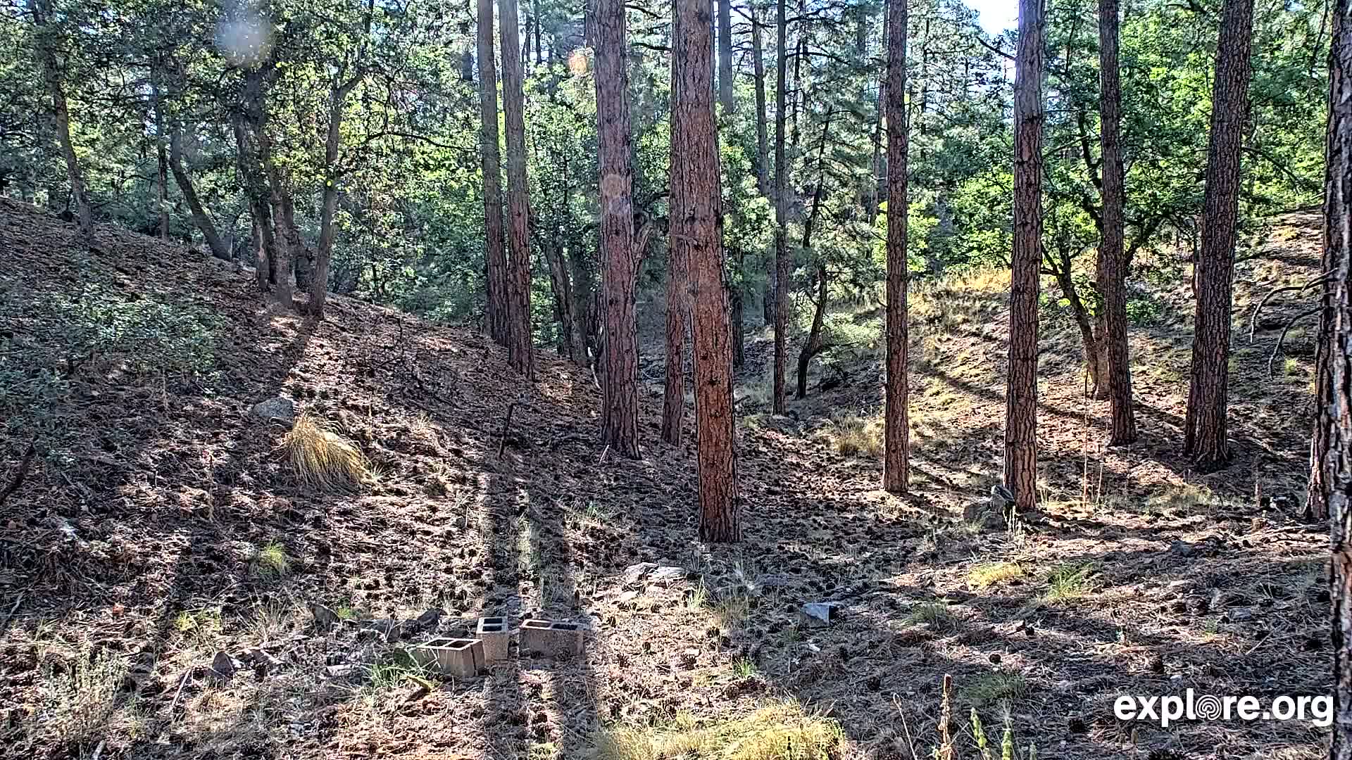 Williams, Bearizona Wildlife Park Live Cam - Williams, Coconino, Arizona, USA
