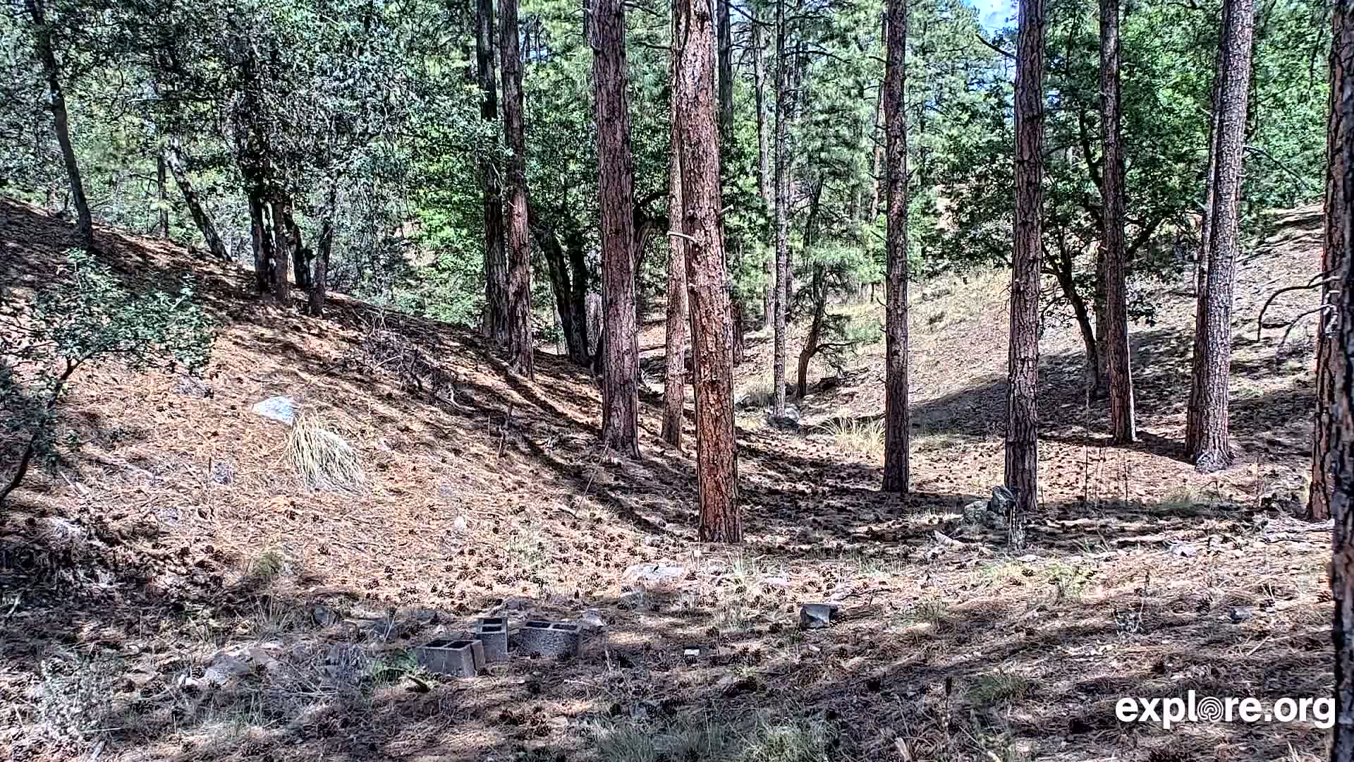 Williams, Bearizona Wildlife Park Live Cam - Williams, Coconino, Arizona, USA