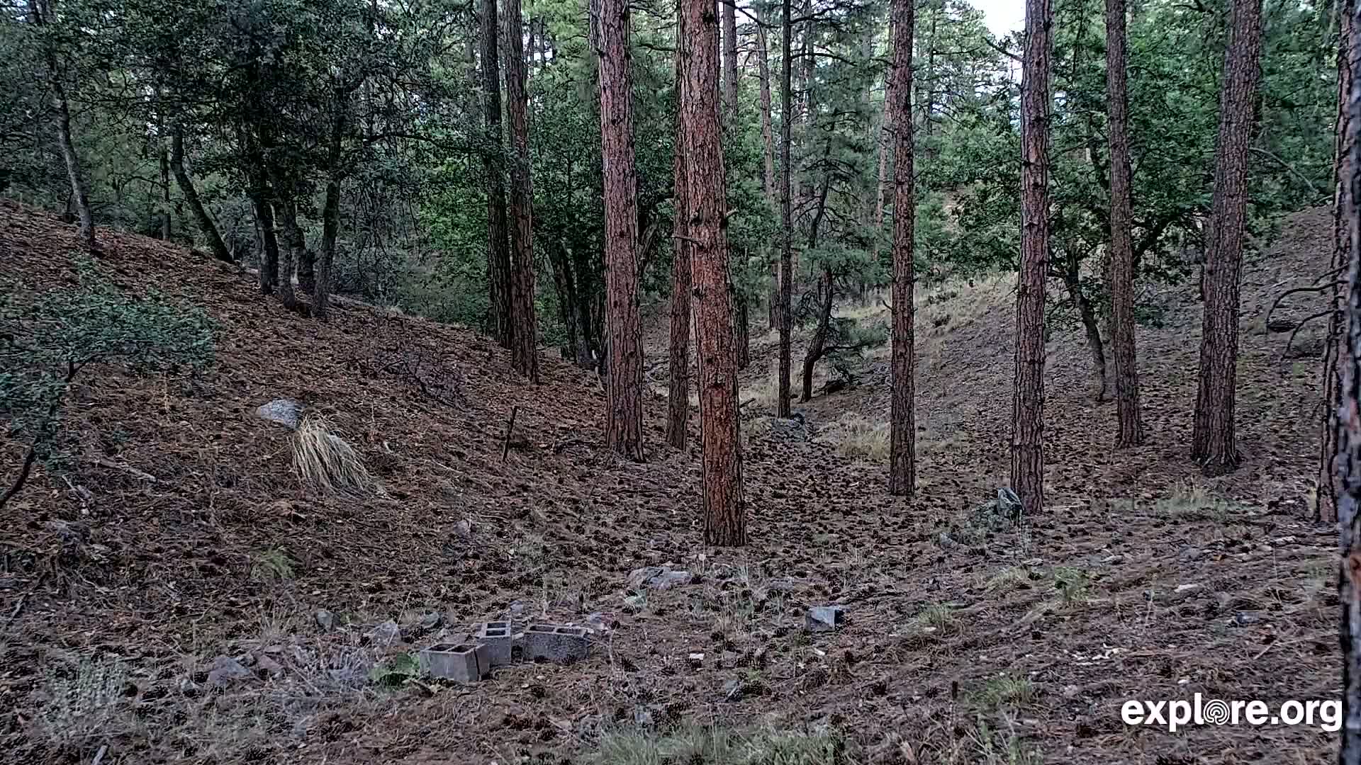 Williams, Bearizona Wildlife Park Live Cam - Williams, Coconino, Arizona, USA
