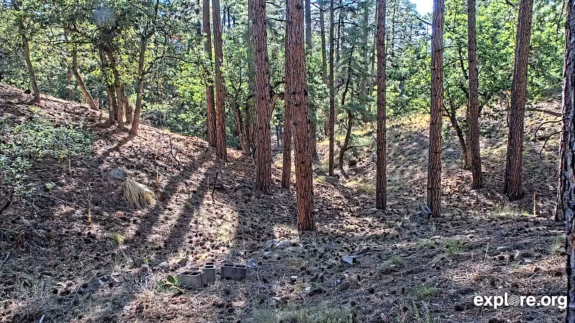 Williams, Bearizona Wildlife Park Live Cam - Williams, Coconino, Arizona, USA