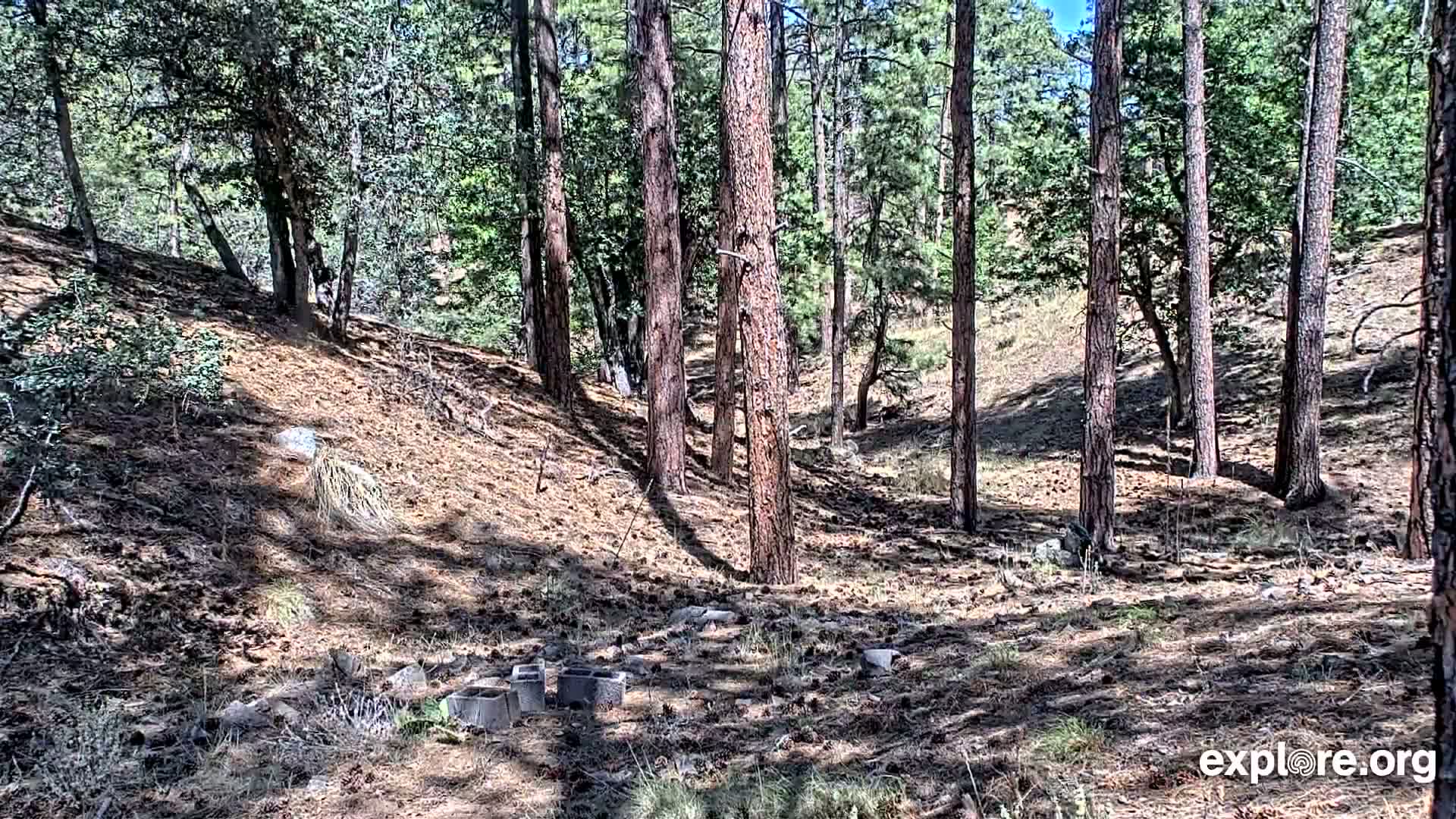 Williams, Bearizona Wildlife Park Live Cam - Williams, Coconino, Arizona, USA