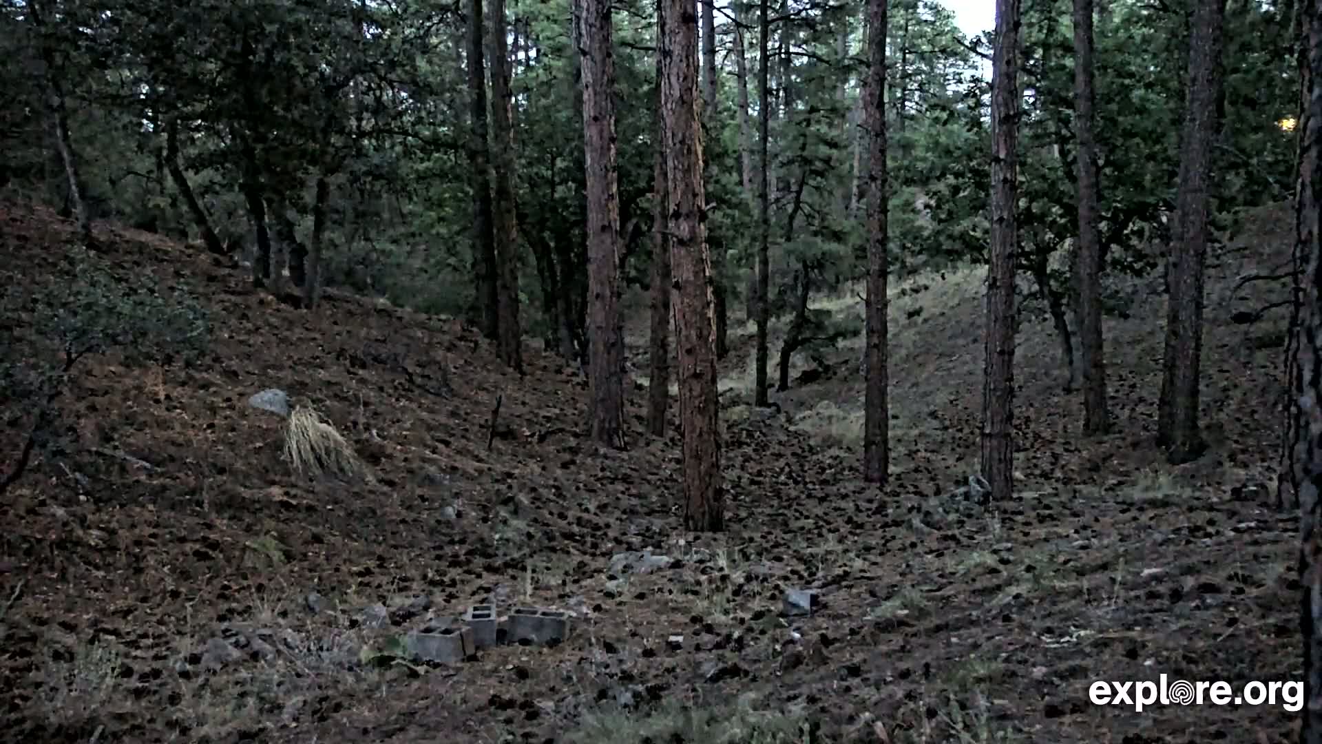 Williams, Bearizona Wildlife Park Live Cam - Williams, Coconino, Arizona, USA