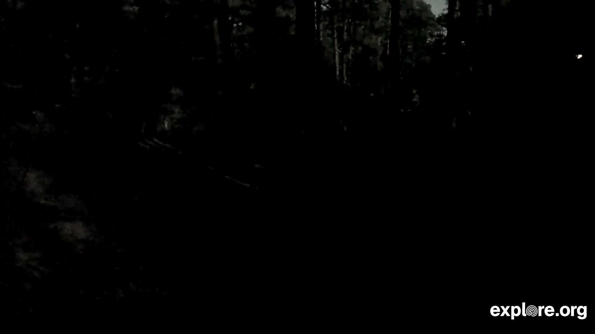 Williams, Bearizona Wildlife Park Live Cam - Williams, Coconino, Arizona, USA