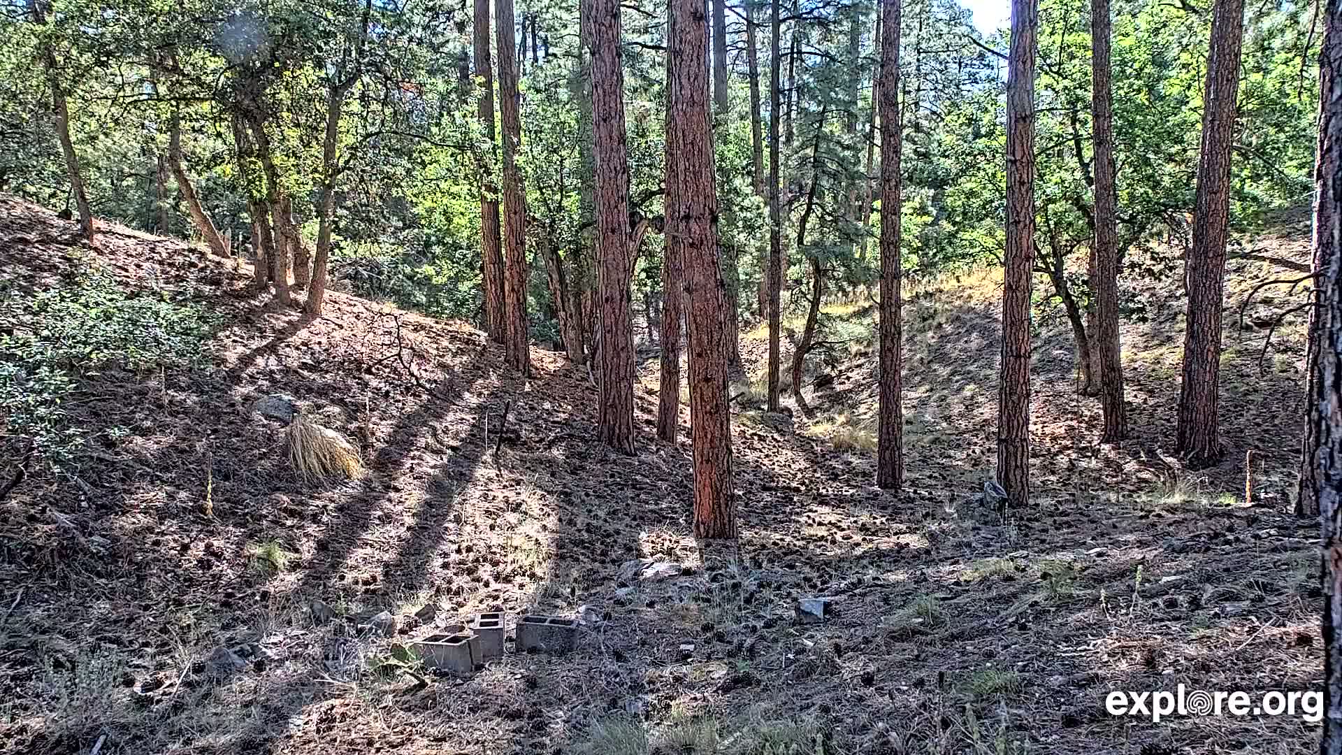 Williams, Bearizona Wildlife Park Live Cam - Williams, Coconino, Arizona, USA