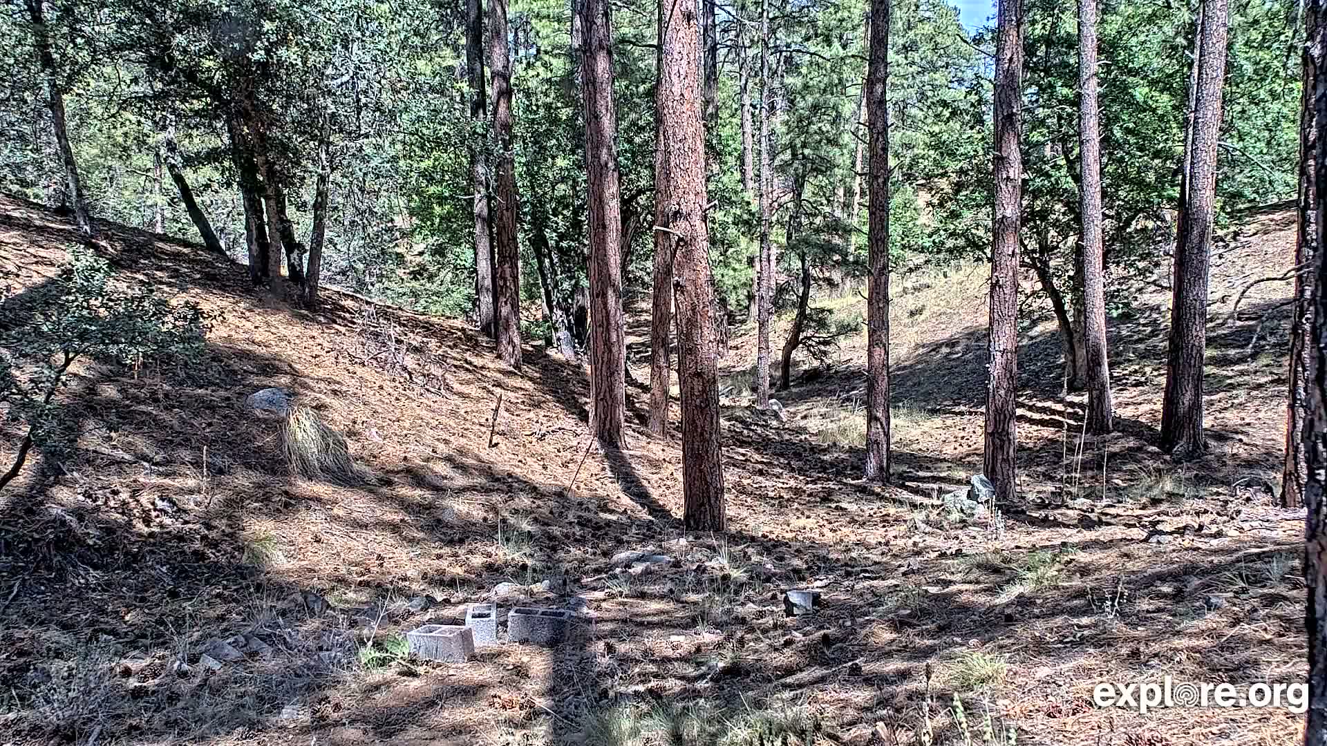 Williams, Bearizona Wildlife Park Live Cam - Williams, Coconino, Arizona, USA