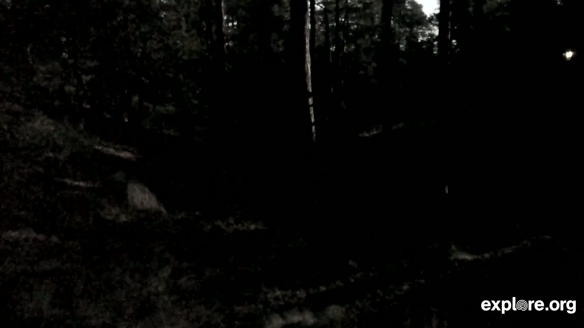 Williams, Bearizona Wildlife Park Live Cam - Williams, Coconino, Arizona, USA