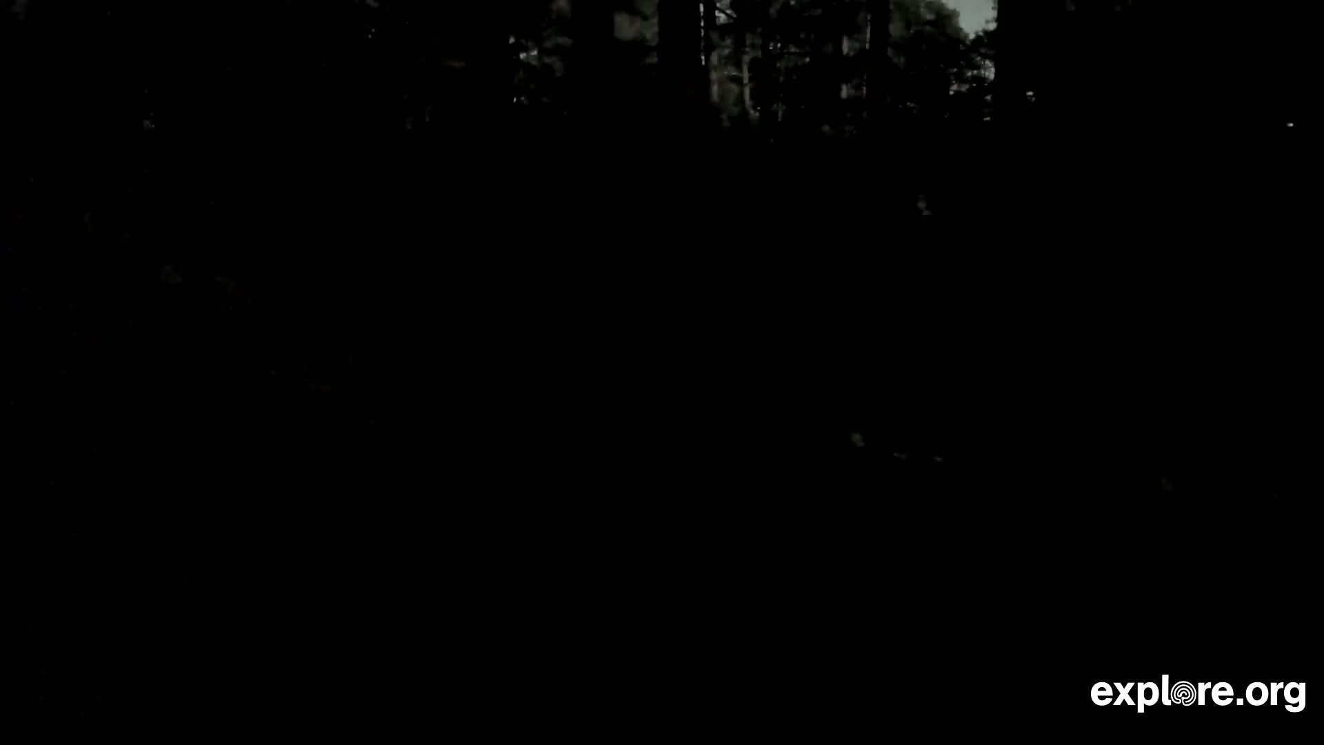 Williams, Bearizona Wildlife Park Live Cam - Williams, Coconino, Arizona, USA