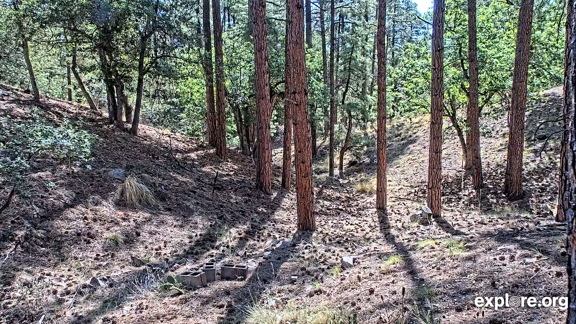 Williams, Bearizona Wildlife Park Live Cam - Williams, Coconino, Arizona, USA