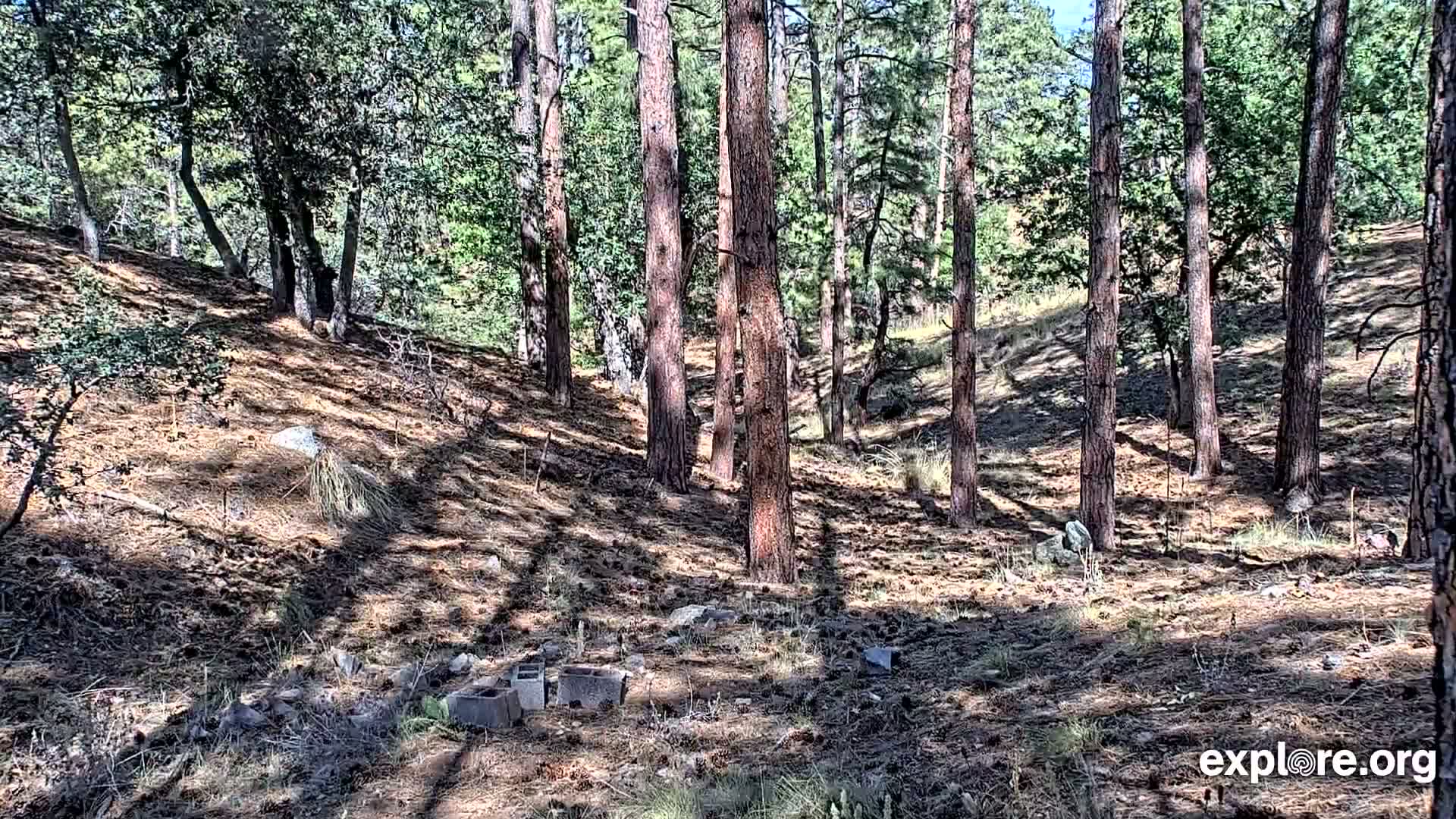 Williams, Bearizona Wildlife Park Live Cam - Williams, Coconino, Arizona, USA