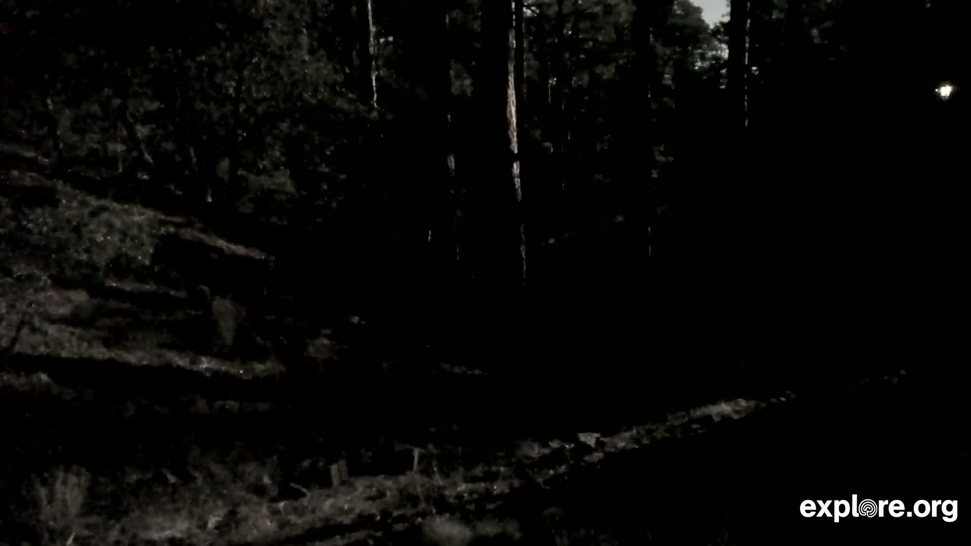 Williams, Bearizona Wildlife Park Live Cam - Williams, Coconino, Arizona, USA