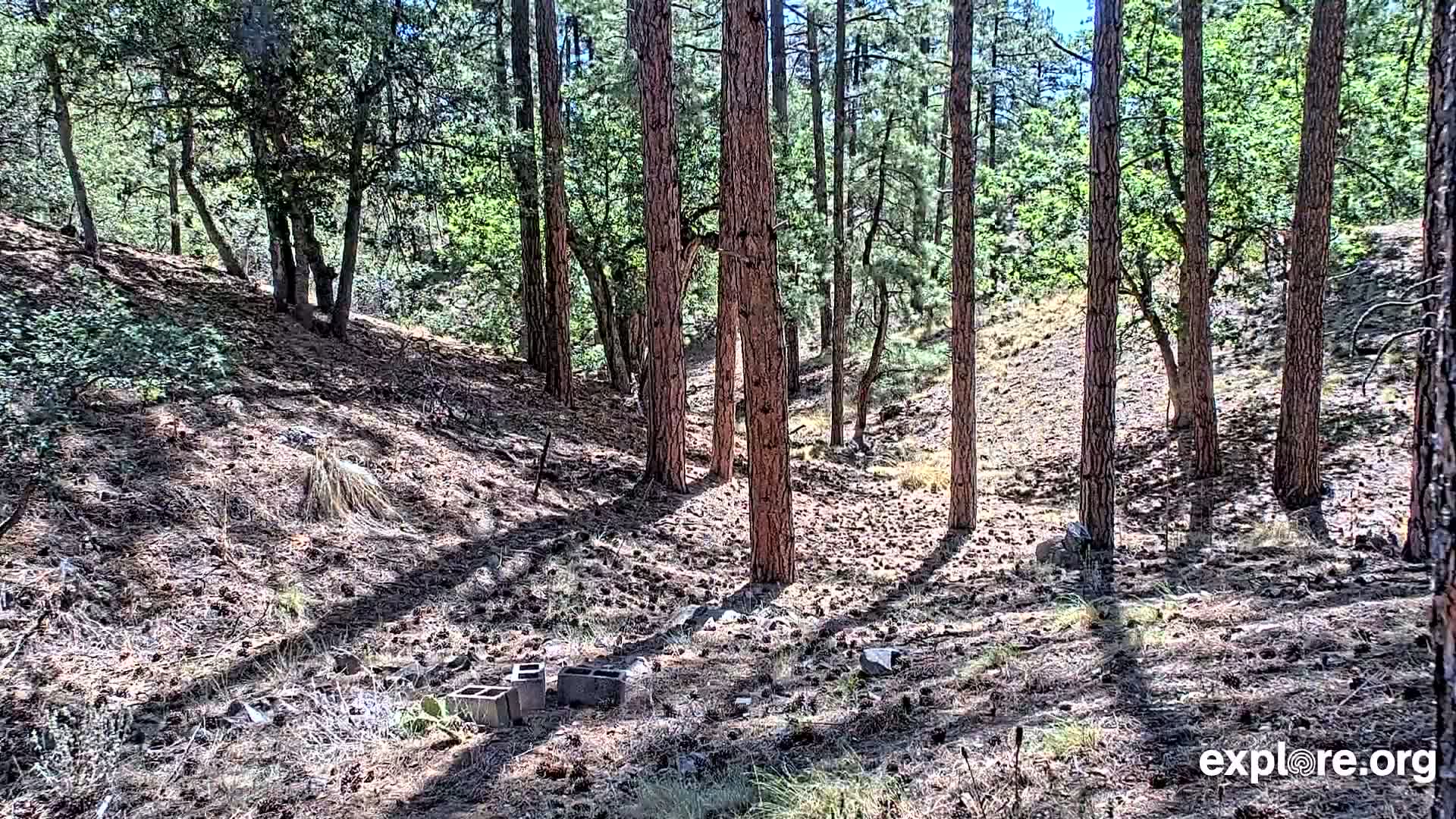 Williams, Bearizona Wildlife Park Live Cam - Williams, Coconino, Arizona, USA