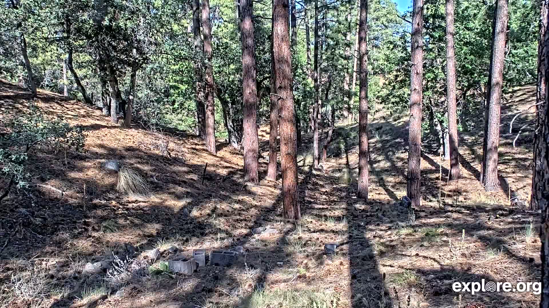 Williams, Bearizona Wildlife Park Live Cam - Williams, Coconino, Arizona, USA