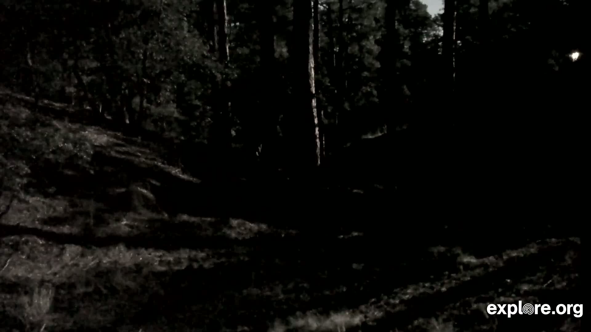 Williams, Bearizona Wildlife Park Live Cam - Williams, Coconino, Arizona, USA