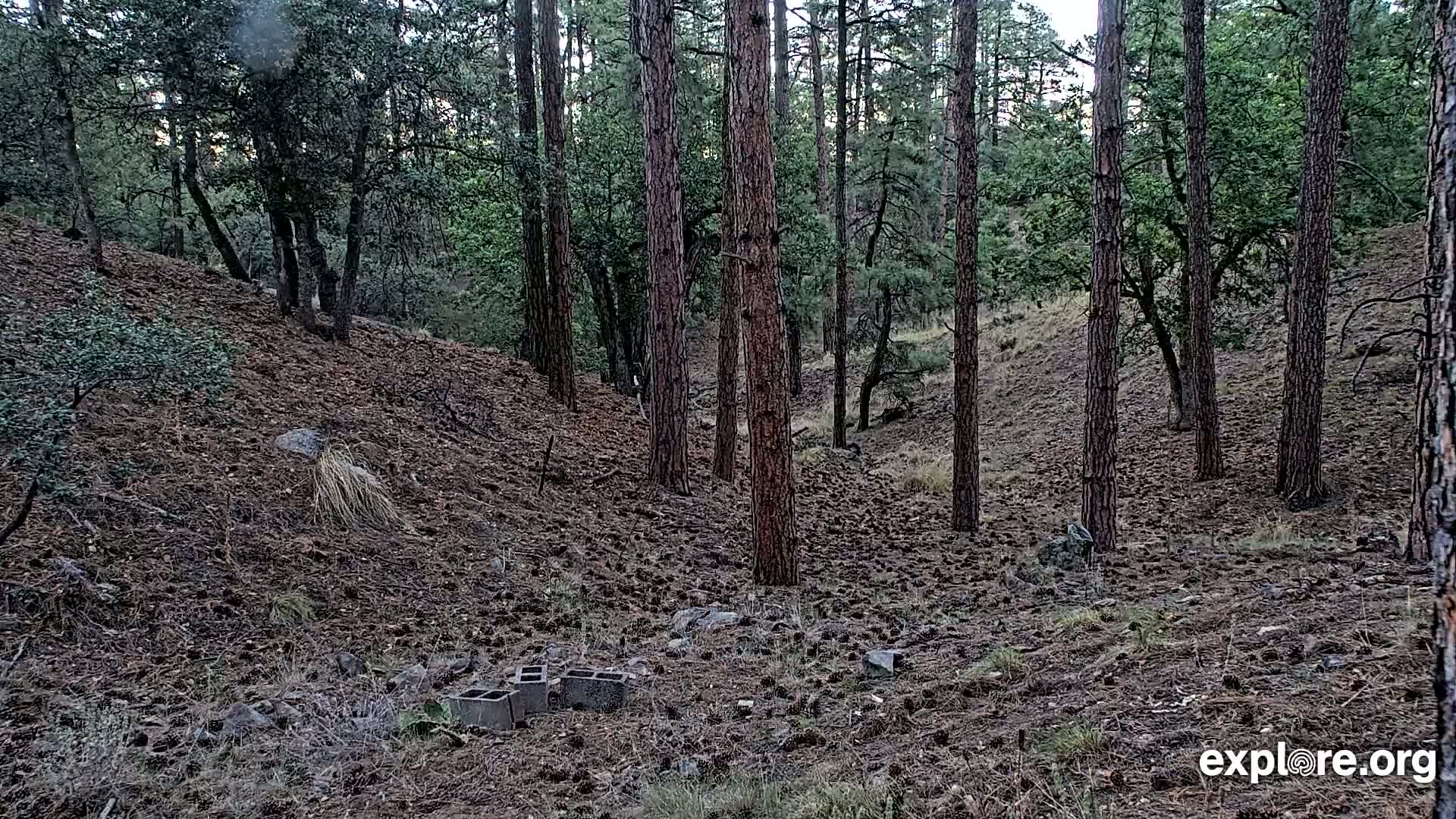 Williams, Bearizona Wildlife Park Live Cam - Williams, Coconino, Arizona, USA