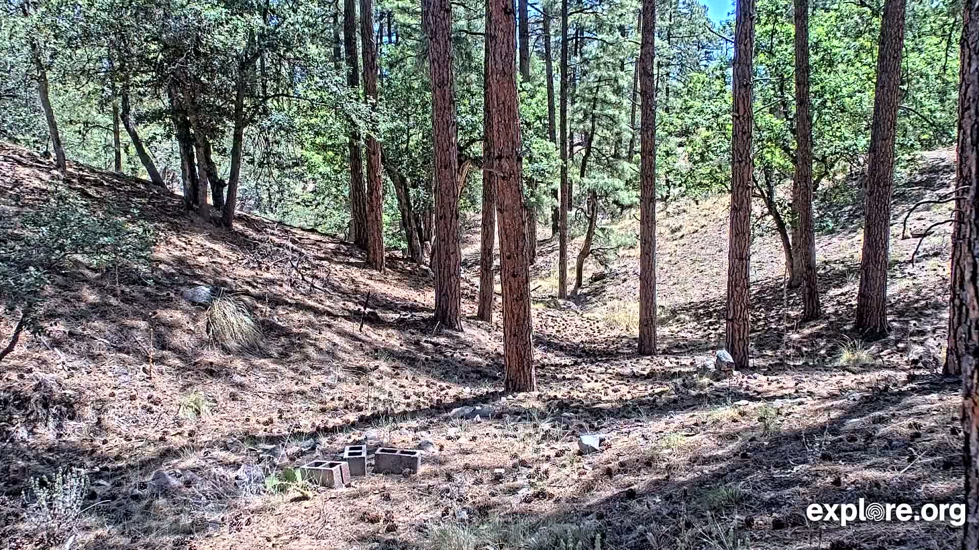 Williams, Bearizona Wildlife Park Live Cam - Williams, Coconino, Arizona, USA