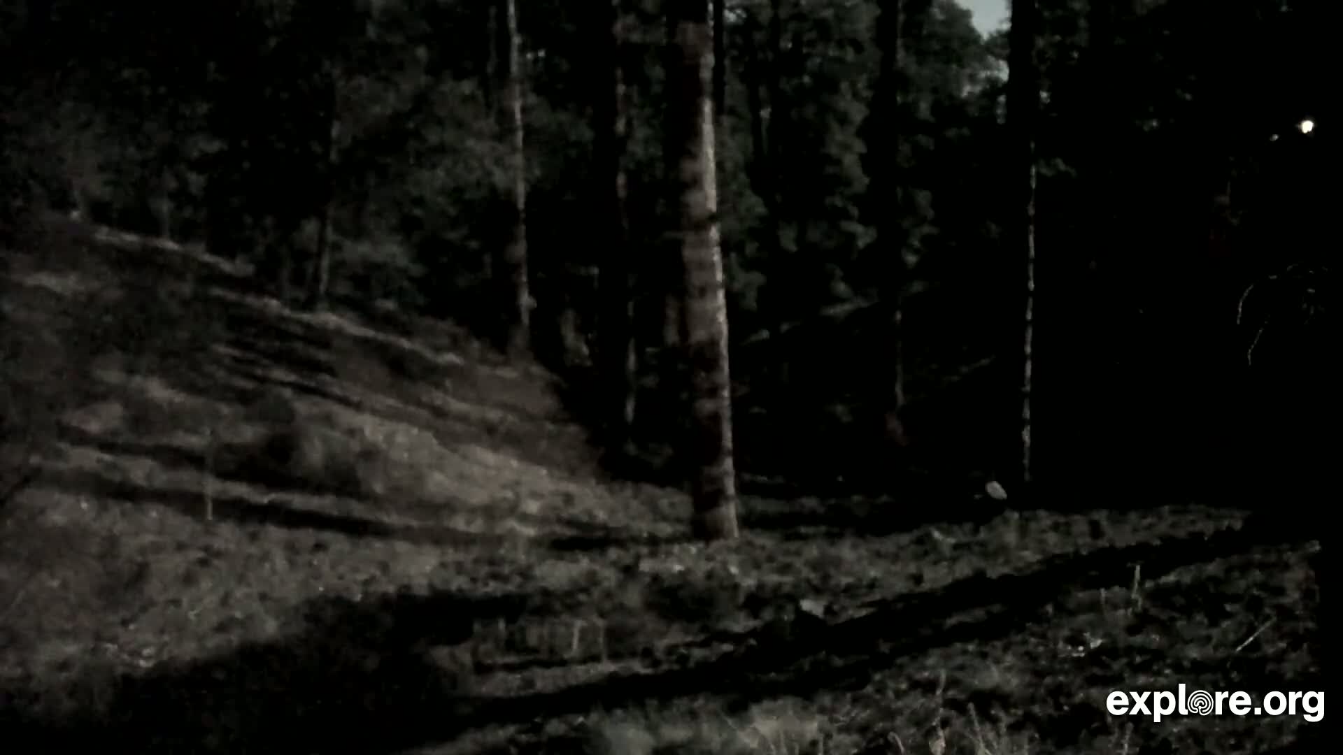 A dark forest floor slopes gently upward into a dense, shadowy wood under a night sky.