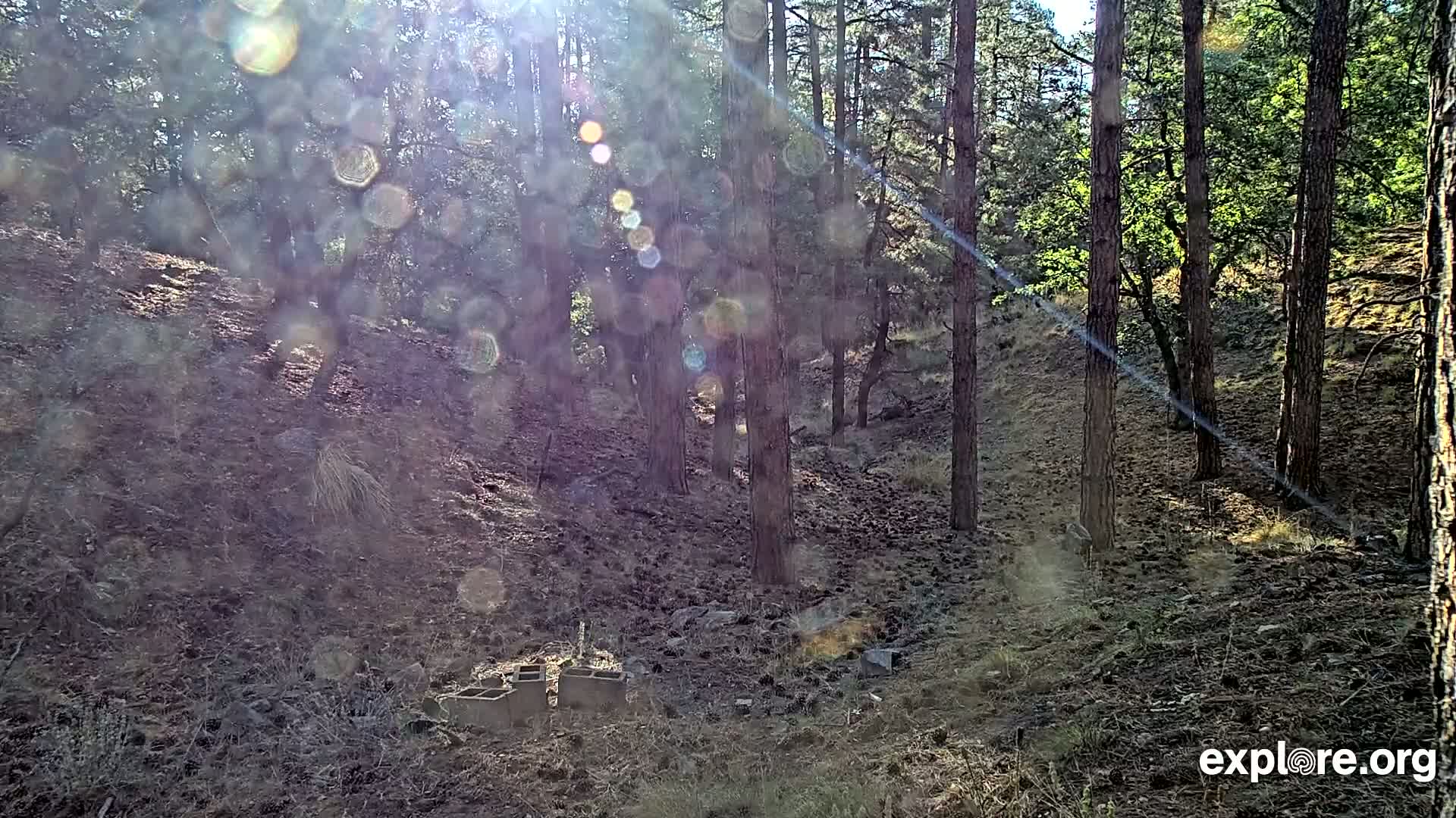 Williams, Bearizona Wildlife Park Live Cam - Williams, Coconino, Arizona, USA