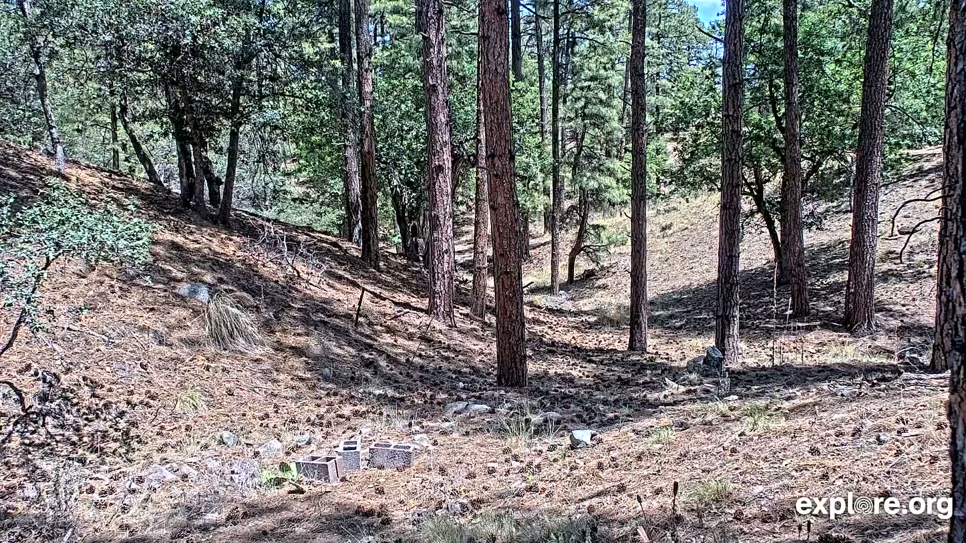 Williams, Bearizona Wildlife Park Live Cam - Williams, Coconino, Arizona, USA