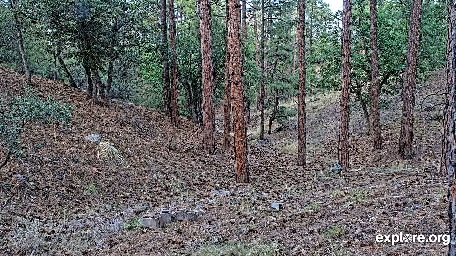 Williams, Bearizona Wildlife Park Live Cam - Williams, Coconino, Arizona, USA