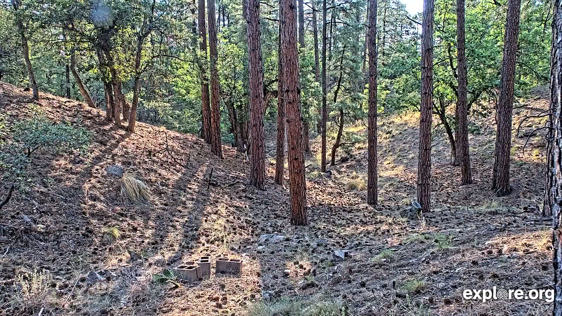 Williams, Bearizona Wildlife Park Live Cam - Williams, Coconino, Arizona, USA